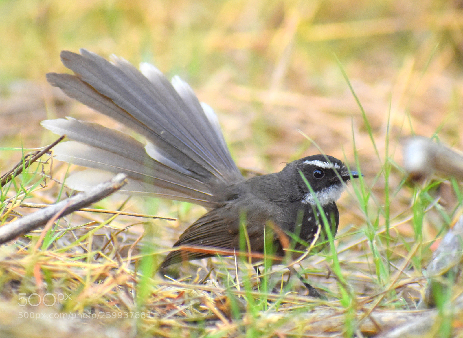 Nikon D7200 sample photo. Fantail flycatcher photography