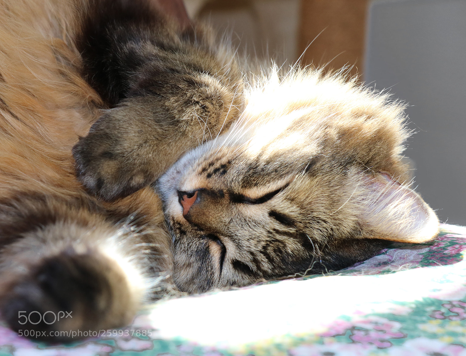 Canon EOS 750D (EOS Rebel T6i / EOS Kiss X8i) sample photo. Catinsun photography