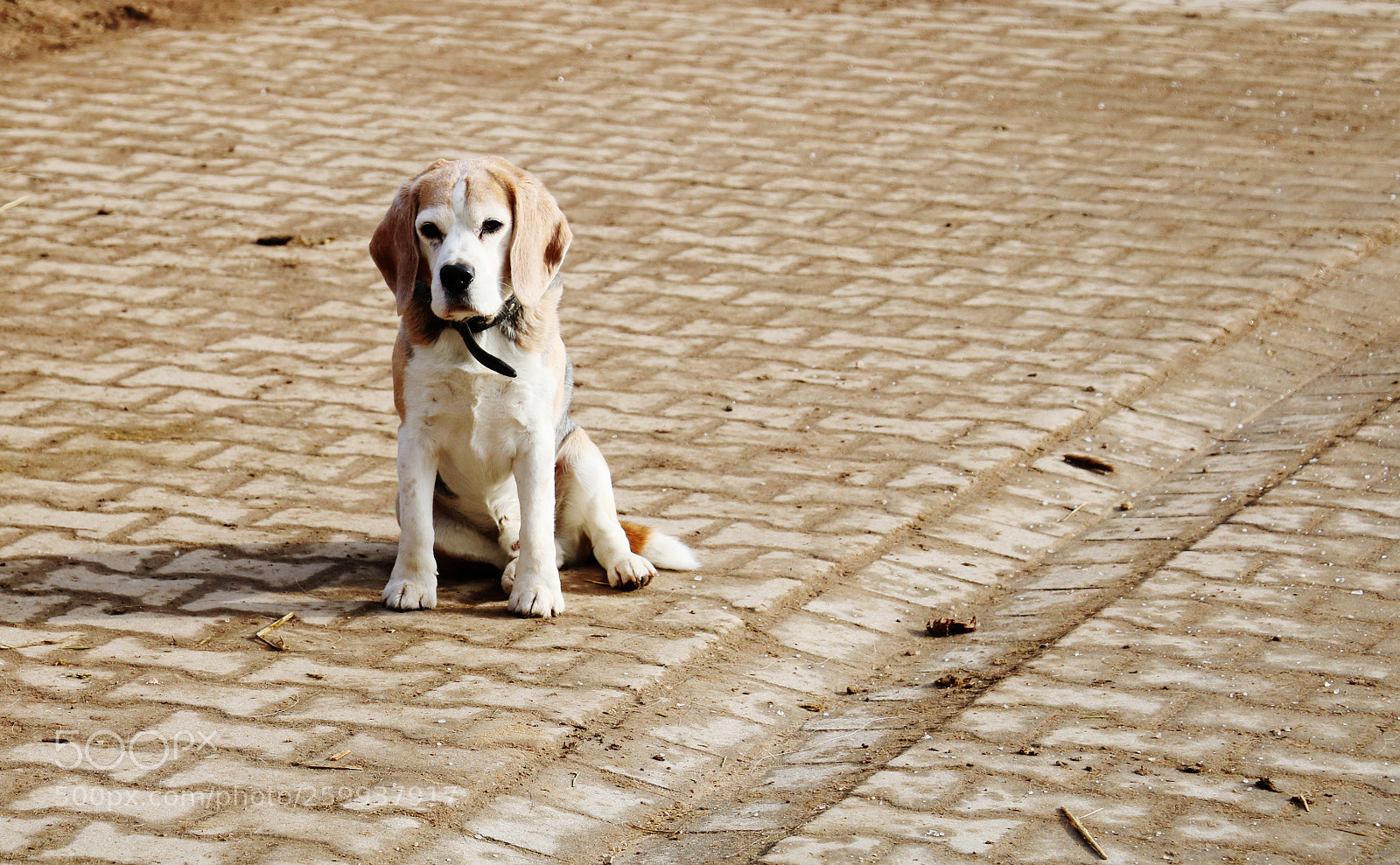 Canon EOS 750D (EOS Rebel T6i / EOS Kiss X8i) sample photo. Dogwaiting photography