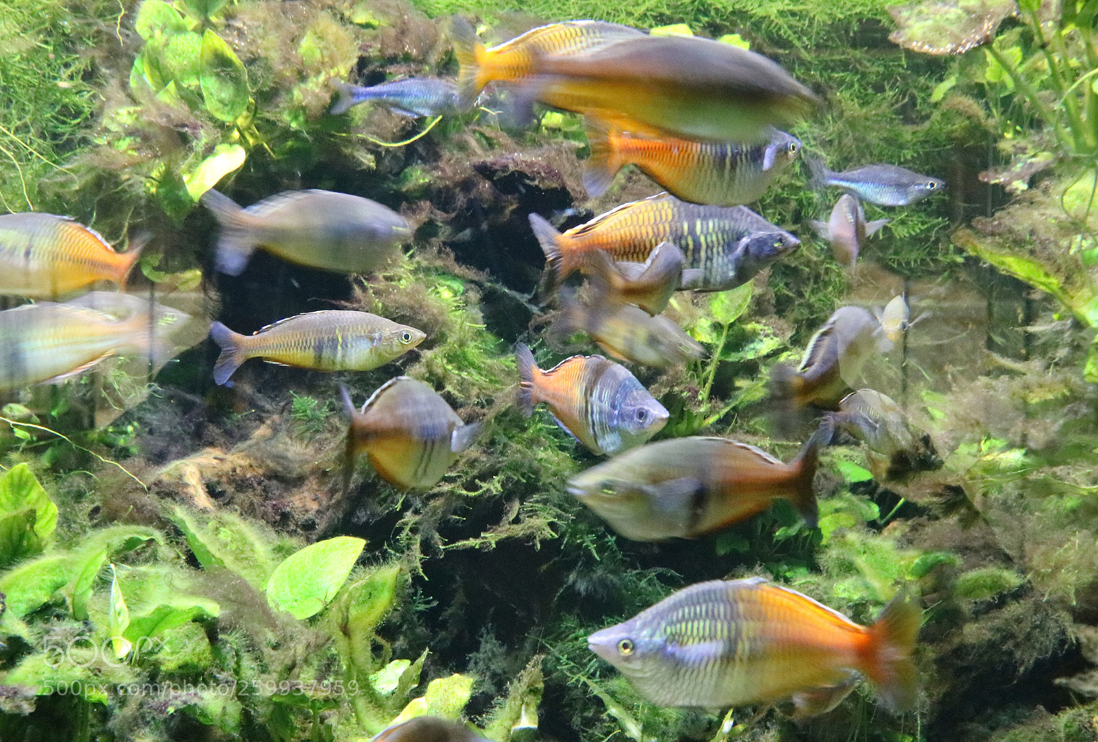 Canon EOS 750D (EOS Rebel T6i / EOS Kiss X8i) sample photo. Fische photography