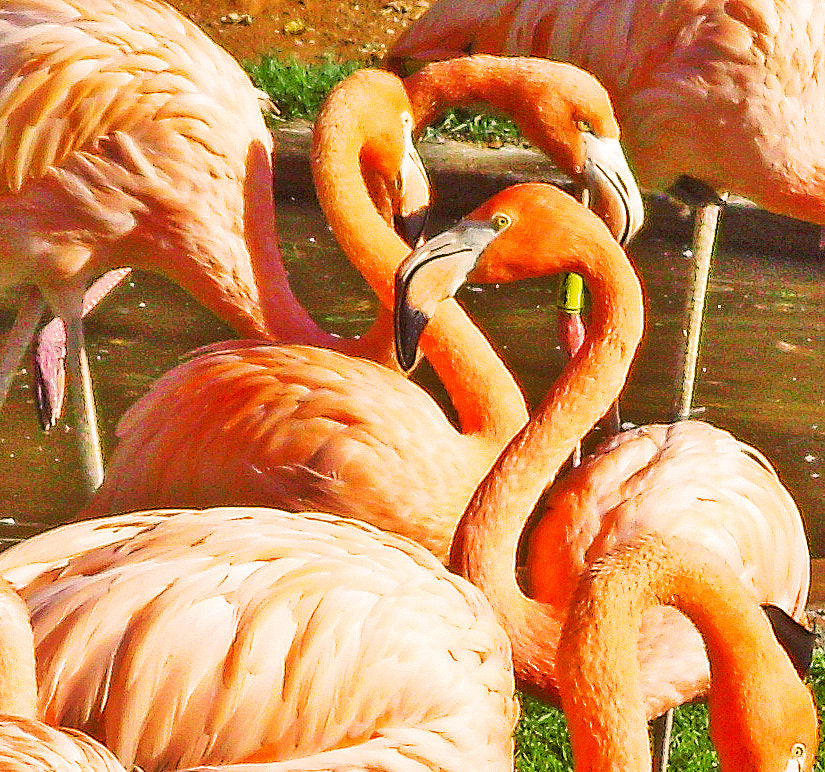 Samsung S1060 sample photo. Flamingo photography