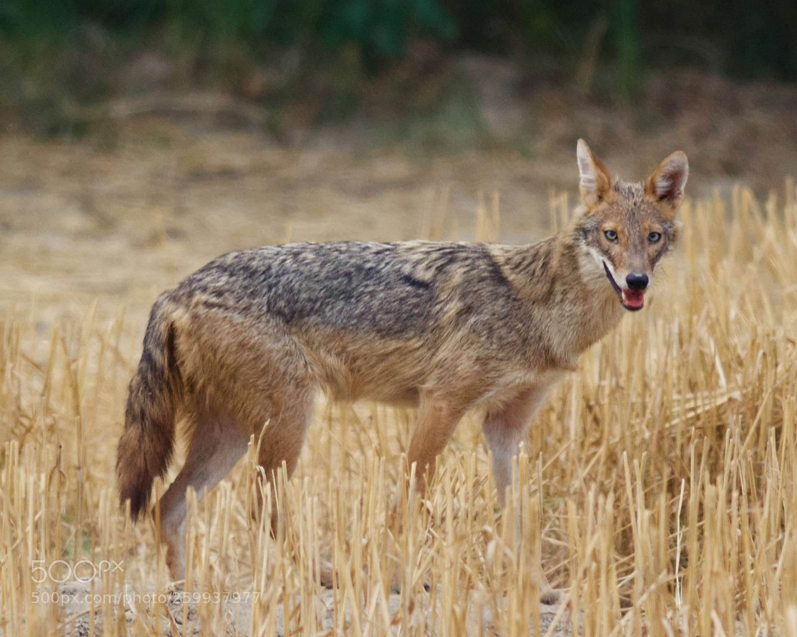 Nikon D500 sample photo. Handsome photography
