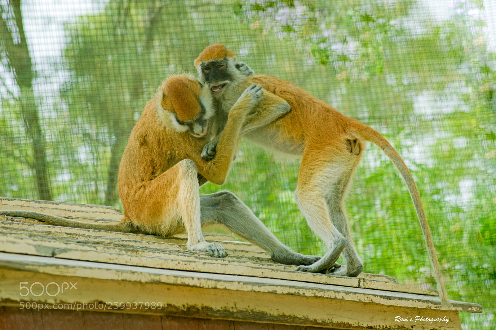 Nikon D5300 sample photo. Monkeys photography