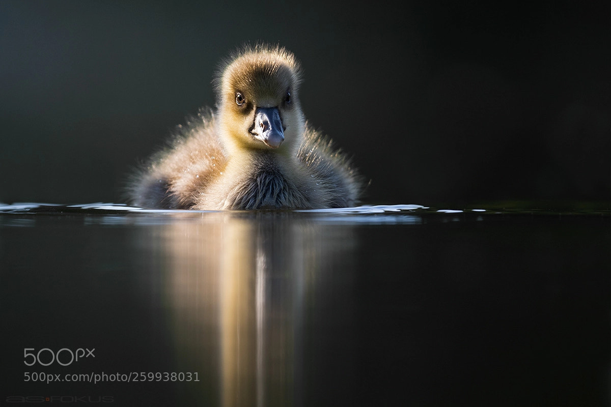 Canon EOS 7D Mark II sample photo. Goose photography