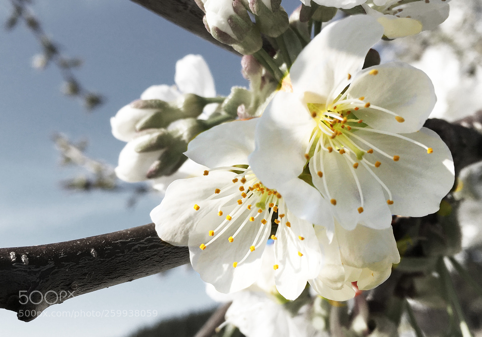 Apple iPhone SE sample photo. Apfelblüten kopie photography