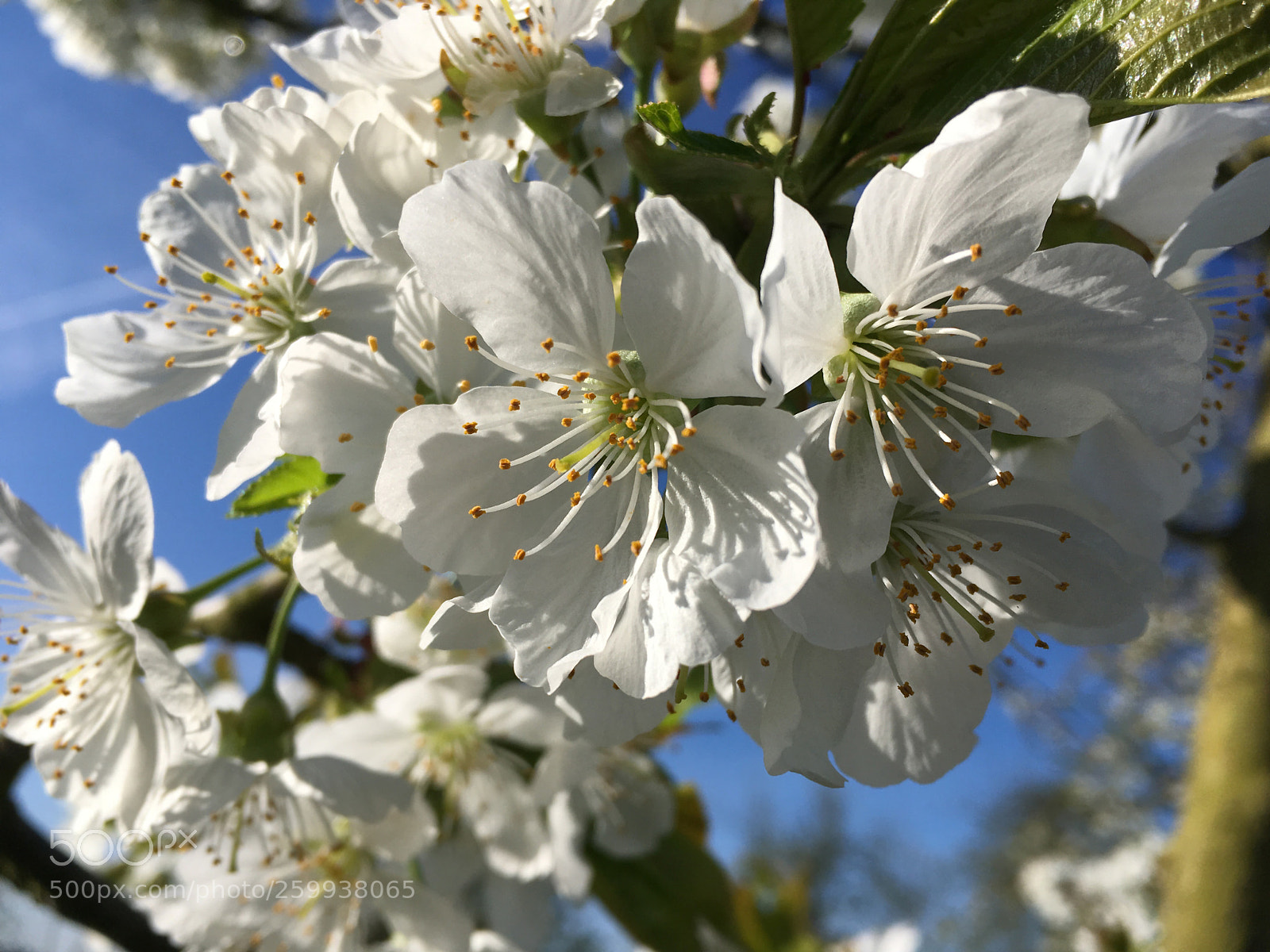Apple iPhone SE sample photo. Apfelblüten photography