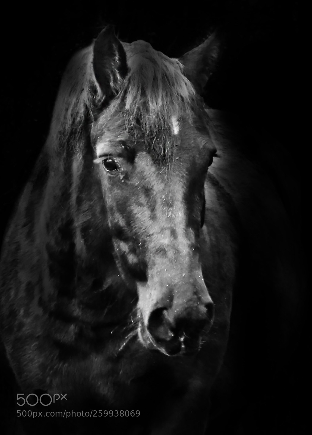 Canon EOS 750D (EOS Rebel T6i / EOS Kiss X8i) sample photo. Blackhorse photography