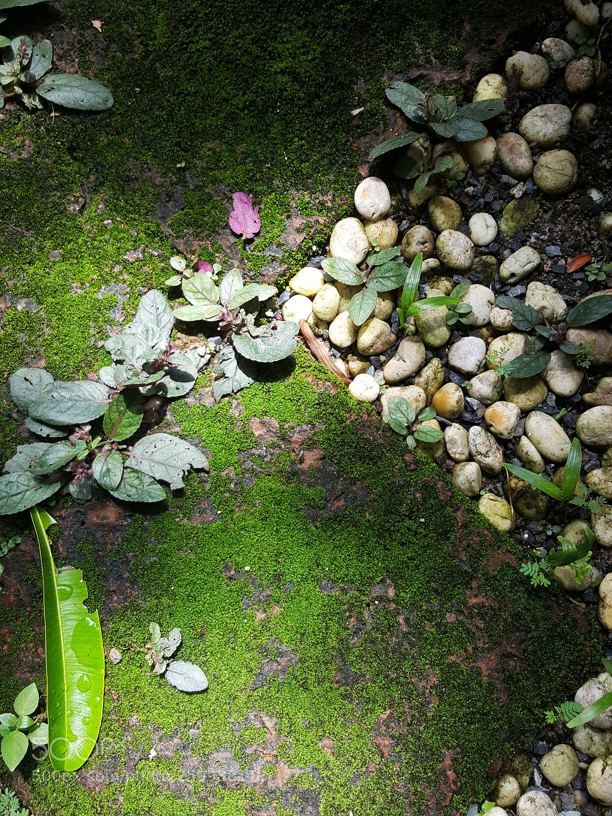 Samsung Galaxy Note5 sample photo. Moss photography