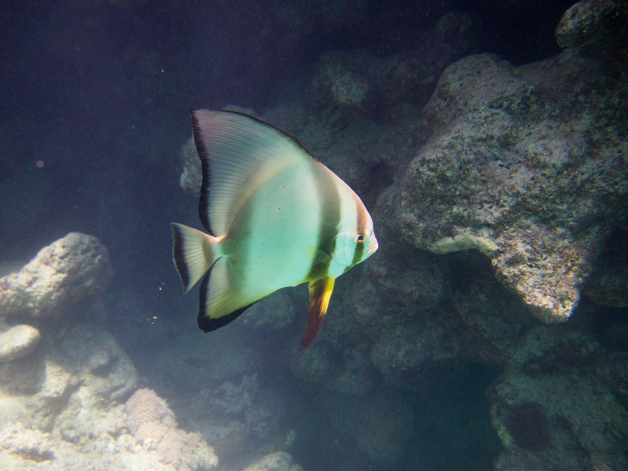 Olympus PEN E-PM1 sample photo. Shaded batfish photography