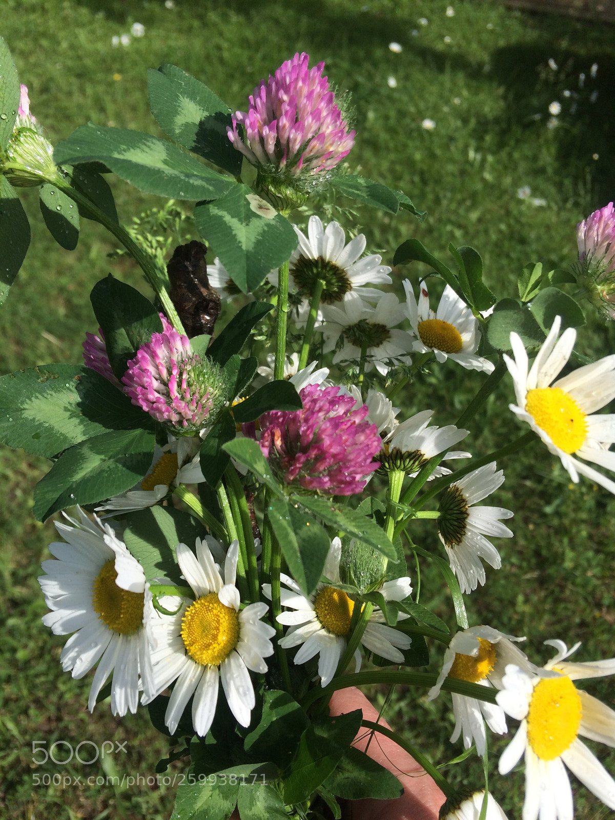 Apple iPhone 5s sample photo. Untitled photography