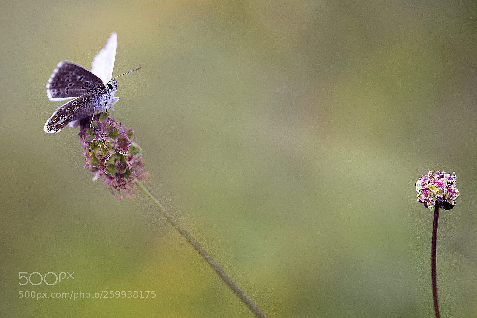 Canon EOS 6D sample photo. My flower photography