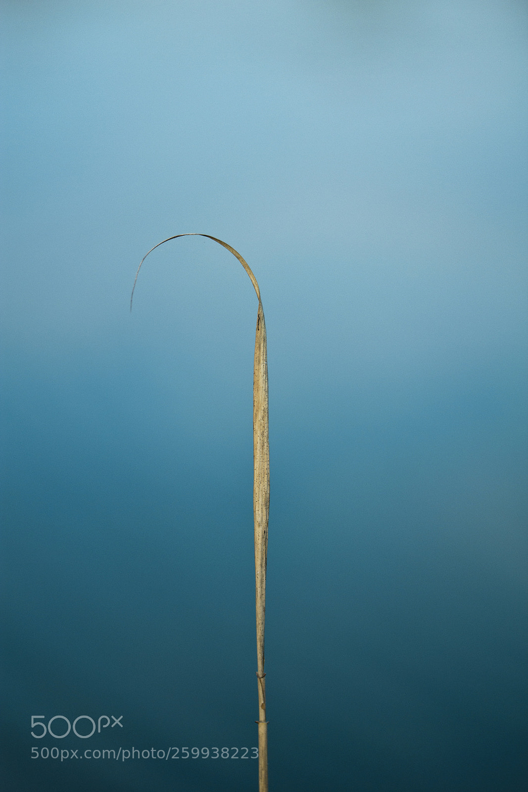 Canon EOS 60D sample photo. Schilfrohr (phragmites australis) photography