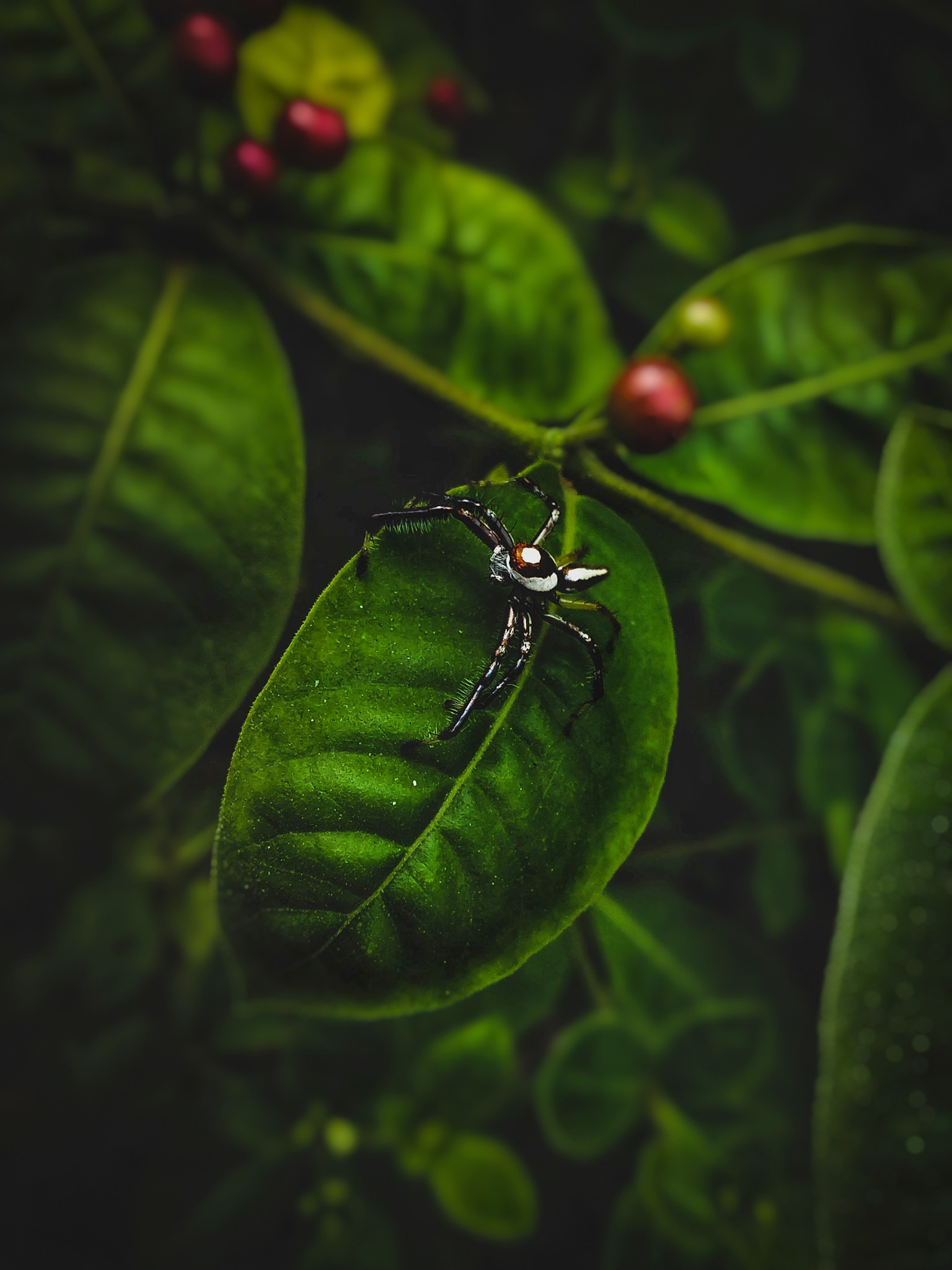 Xiaomi Redmi Note 5 Pro sample photo