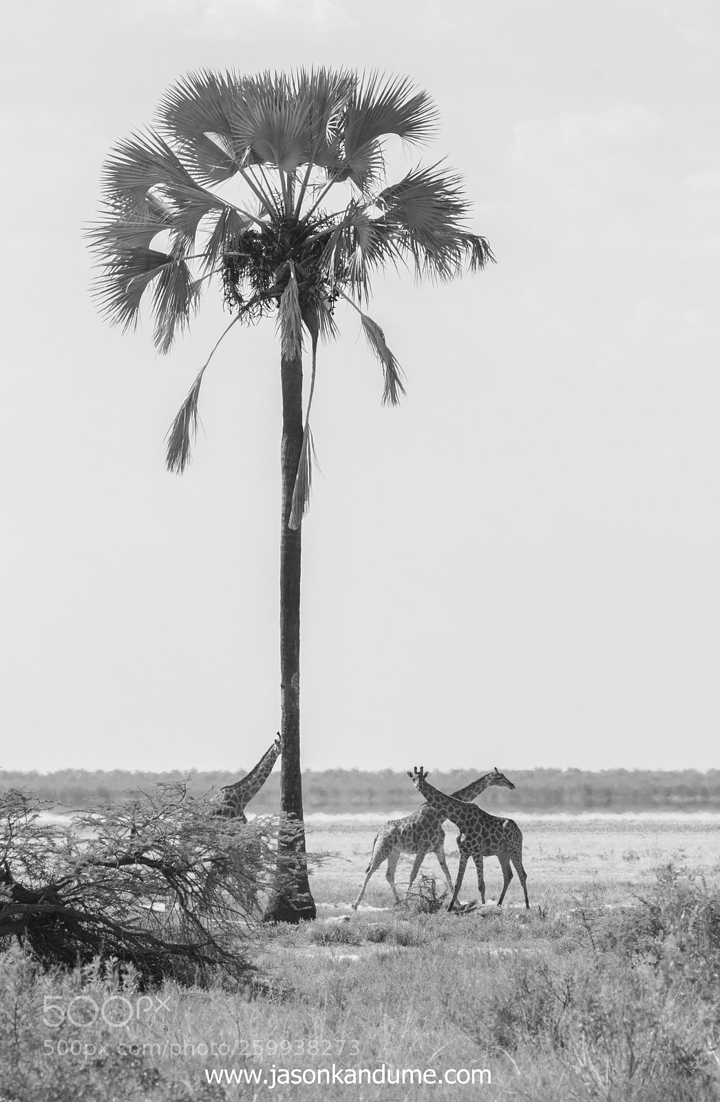 Canon EOS 7D Mark II sample photo. Giraffes photography