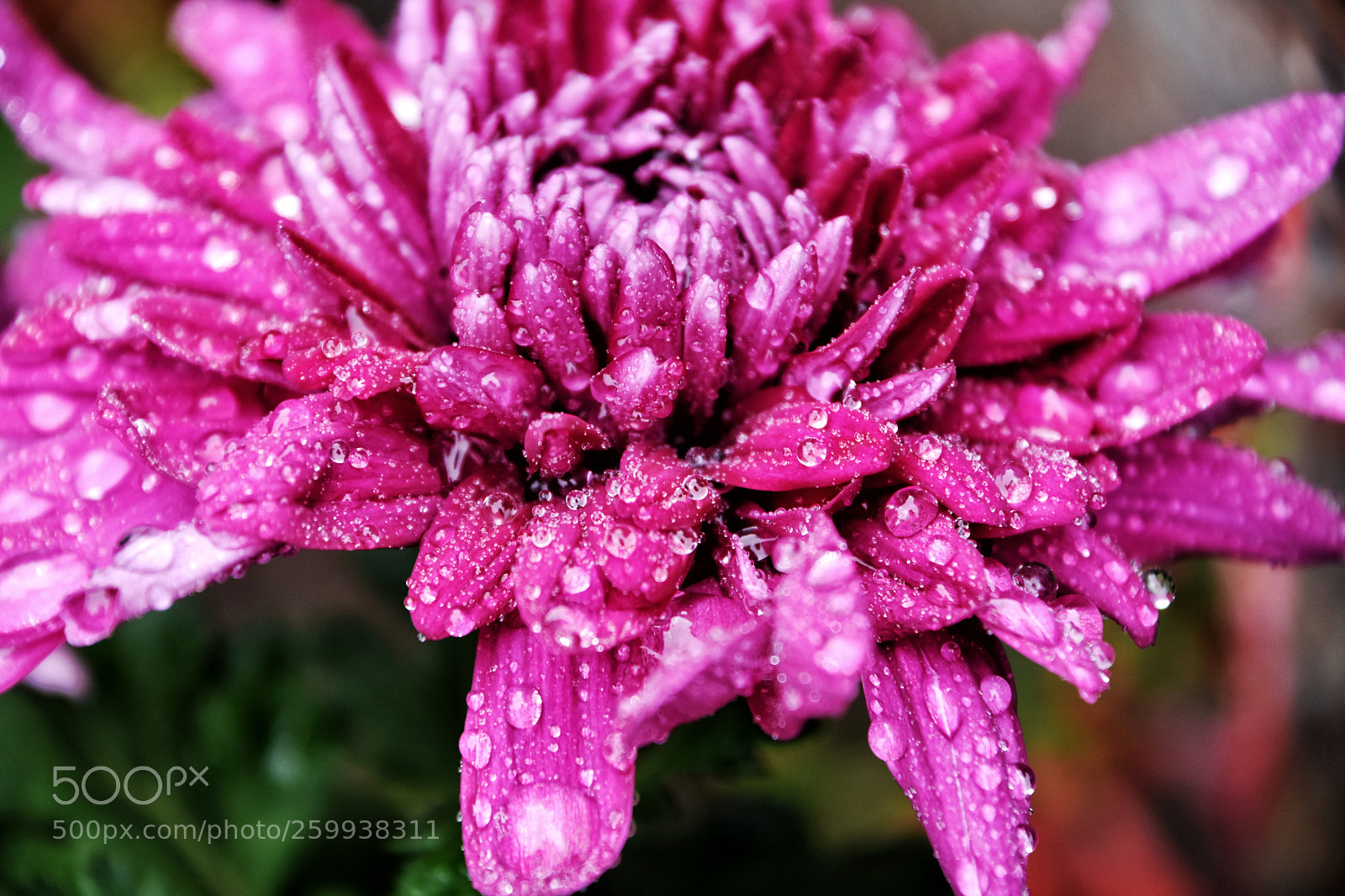 Nikon D7200 sample photo. Red flower and droplet photography
