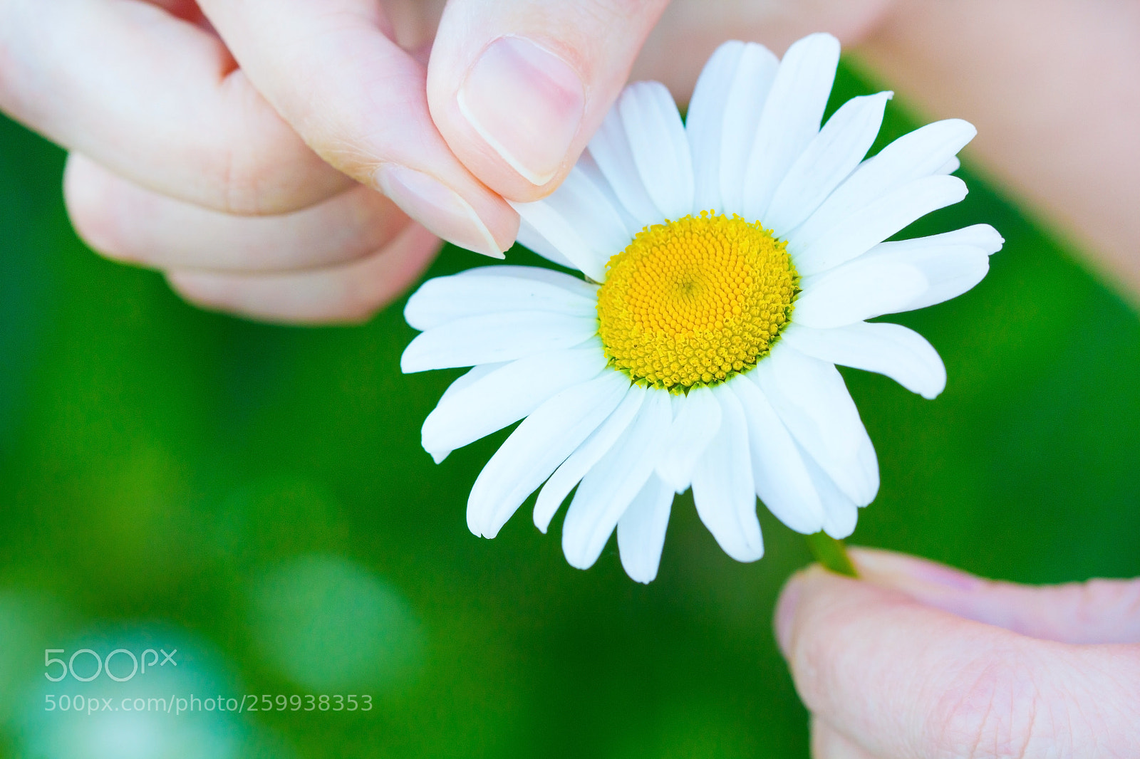 Canon EOS 60D sample photo. Chamomile hands macro flower photography