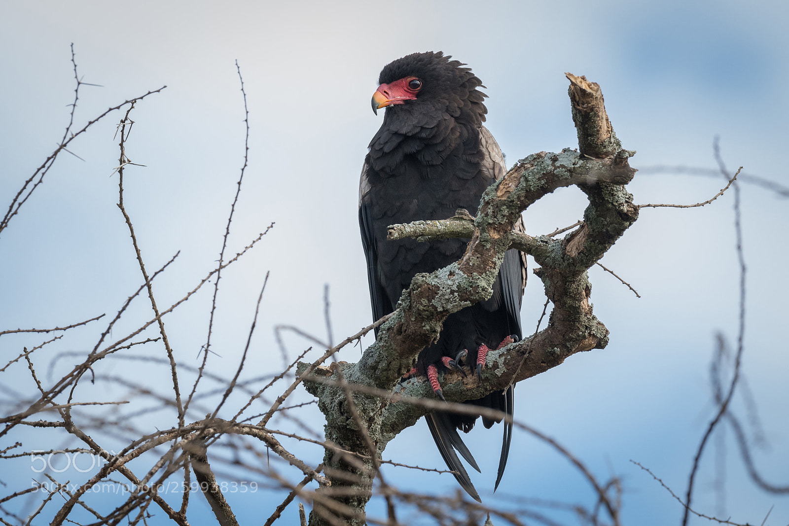 Nikon D850 sample photo. Raptor waiting photography