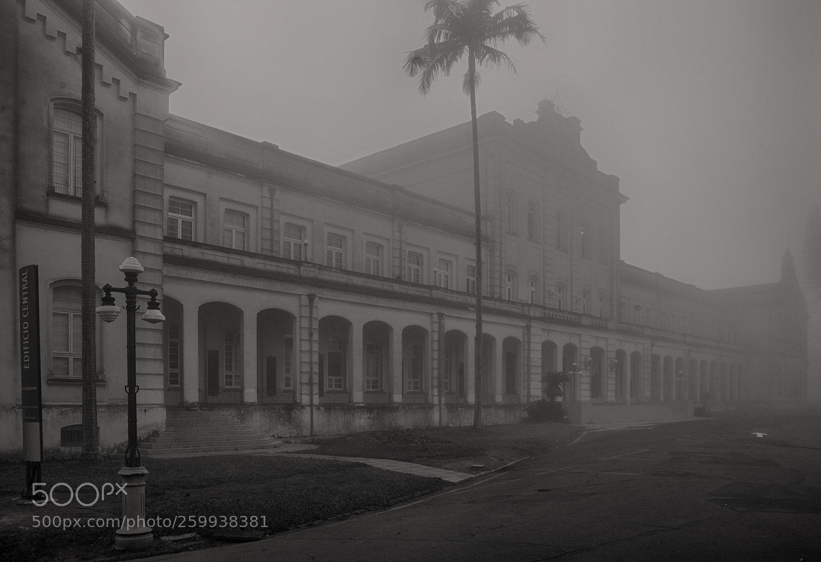Nikon D610 sample photo. In the mist photography
