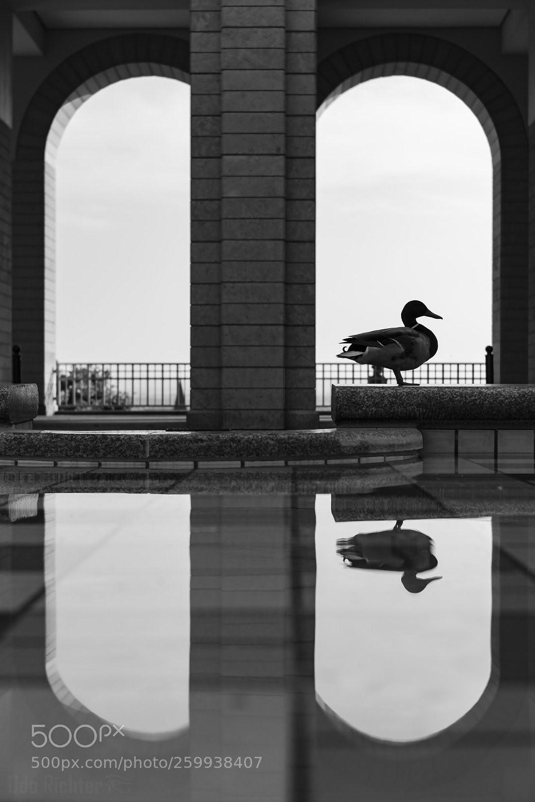 Fujifilm X-T20 sample photo. 'duck' photography
