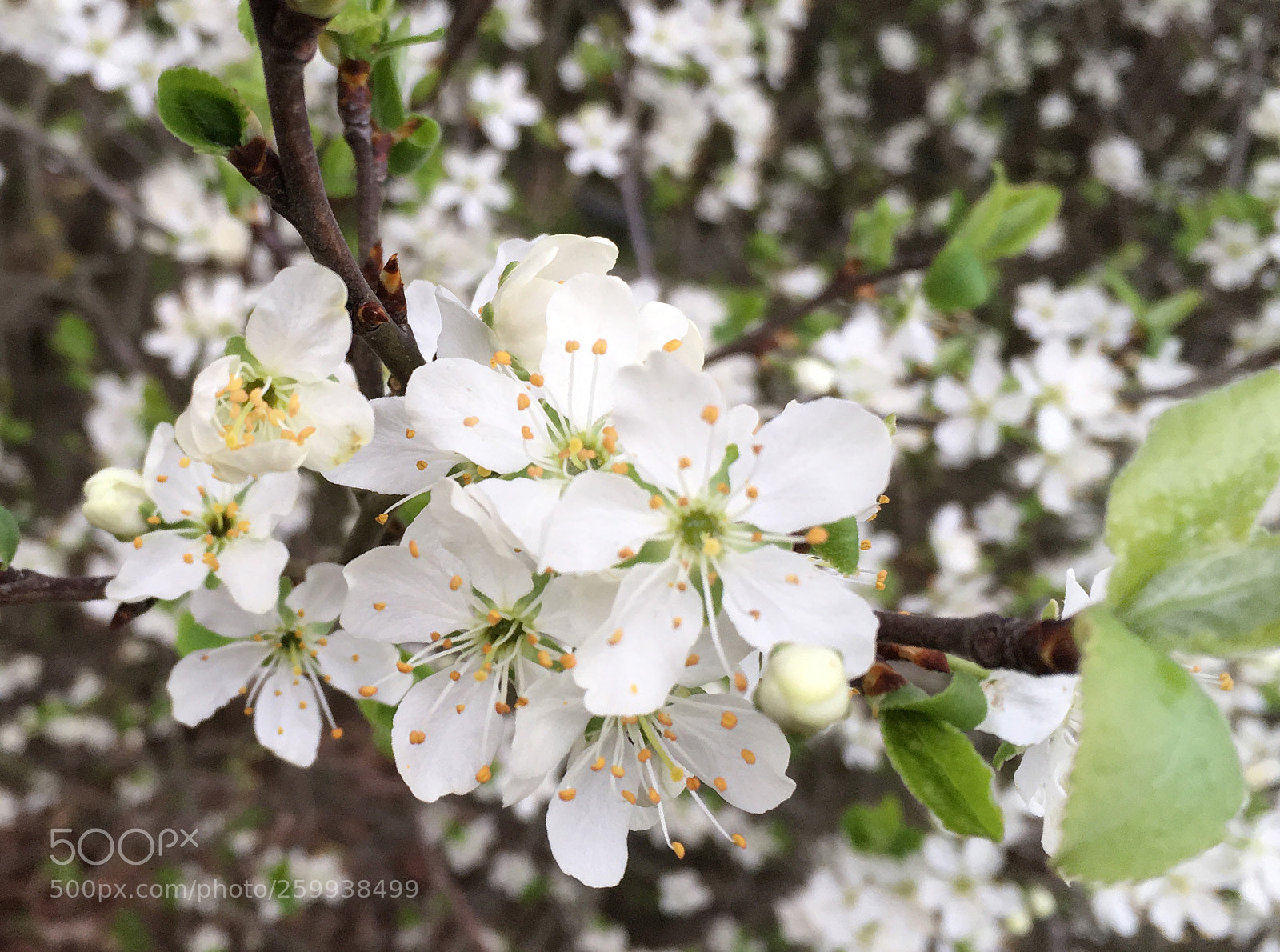 Apple iPhone SE sample photo. Kirschblüten photography