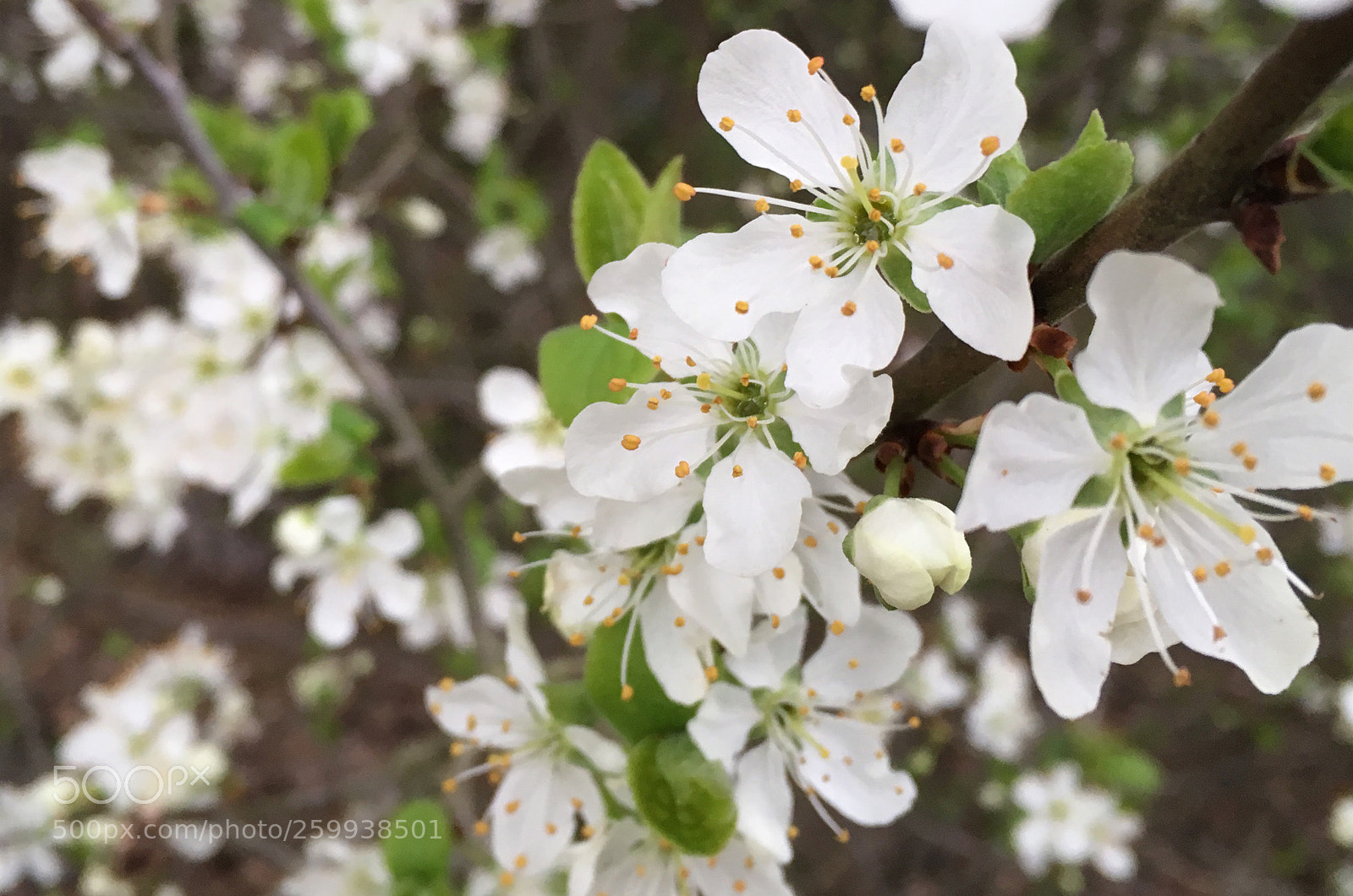Apple iPhone SE sample photo. Kirschblüten photography