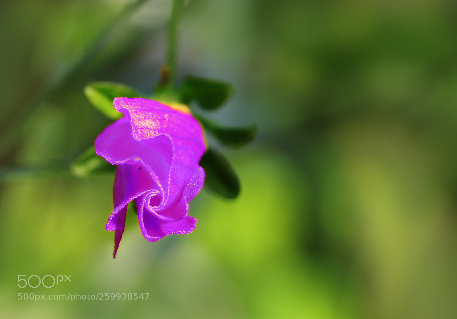 Canon EOS 750D (EOS Rebel T6i / EOS Kiss X8i) sample photo. Lilaknospe photography
