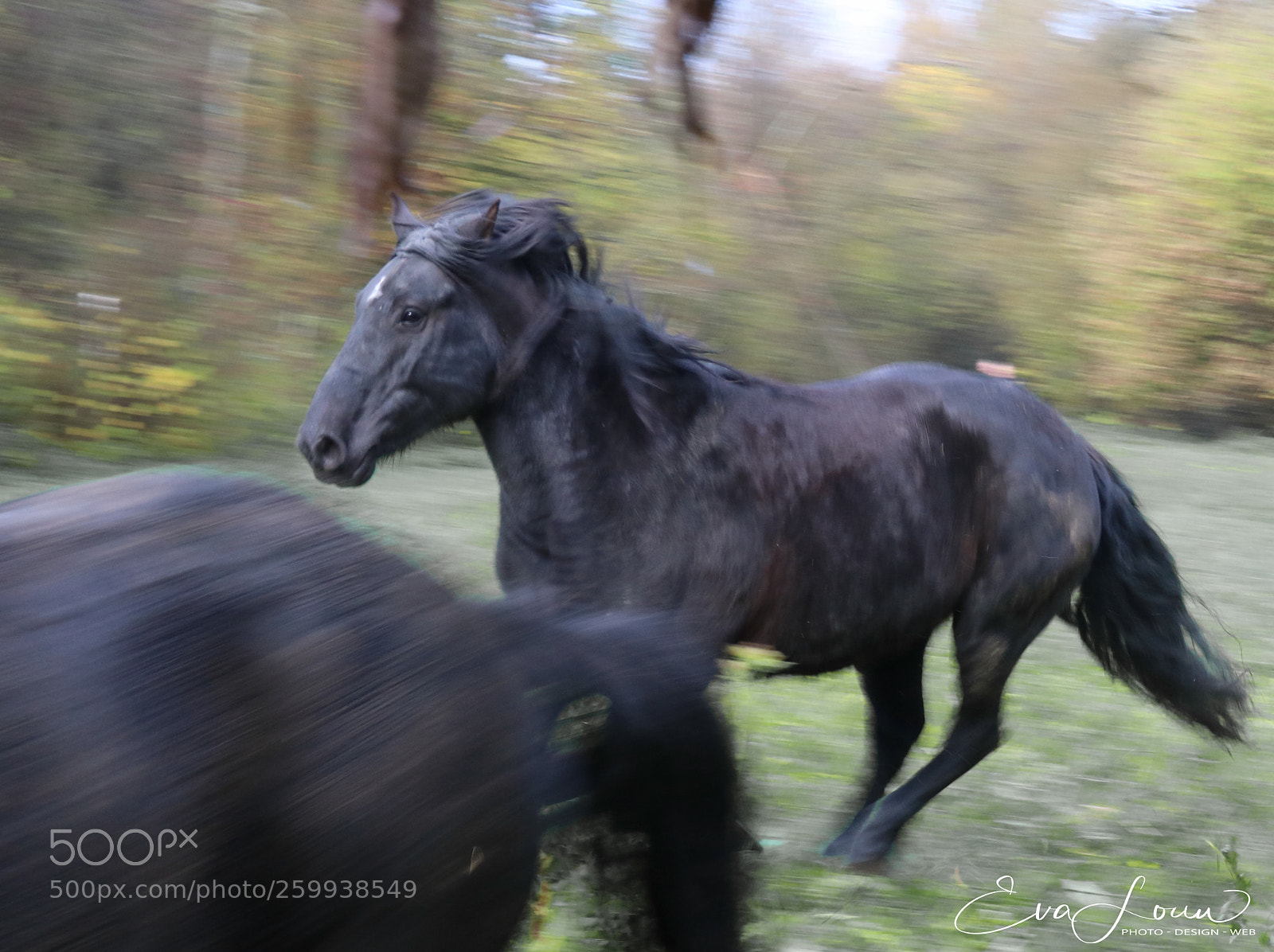 Canon EOS 750D (EOS Rebel T6i / EOS Kiss X8i) sample photo. Merensinwild photography