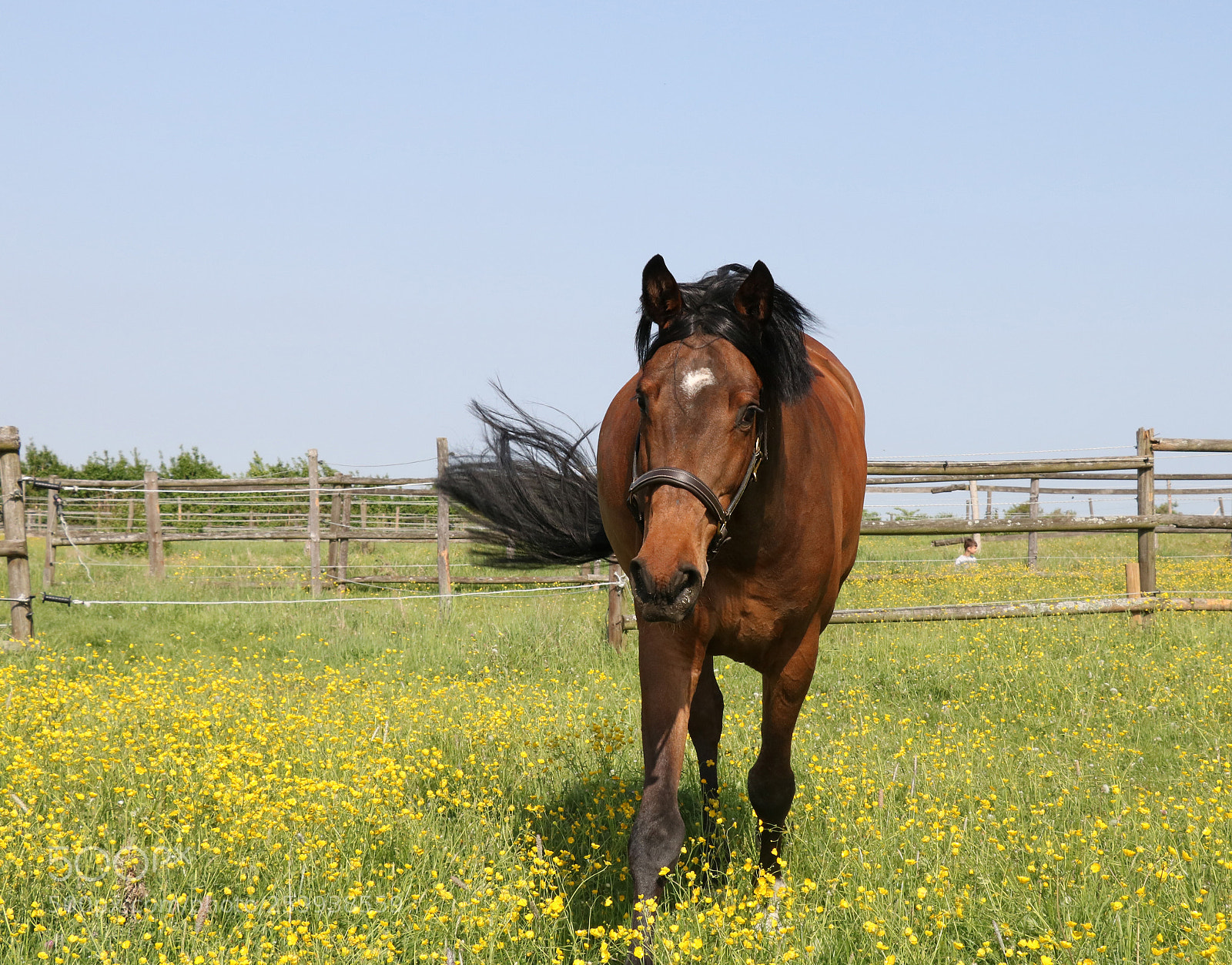 Canon EOS 750D (EOS Rebel T6i / EOS Kiss X8i) sample photo. Pferd in gelber wiese photography
