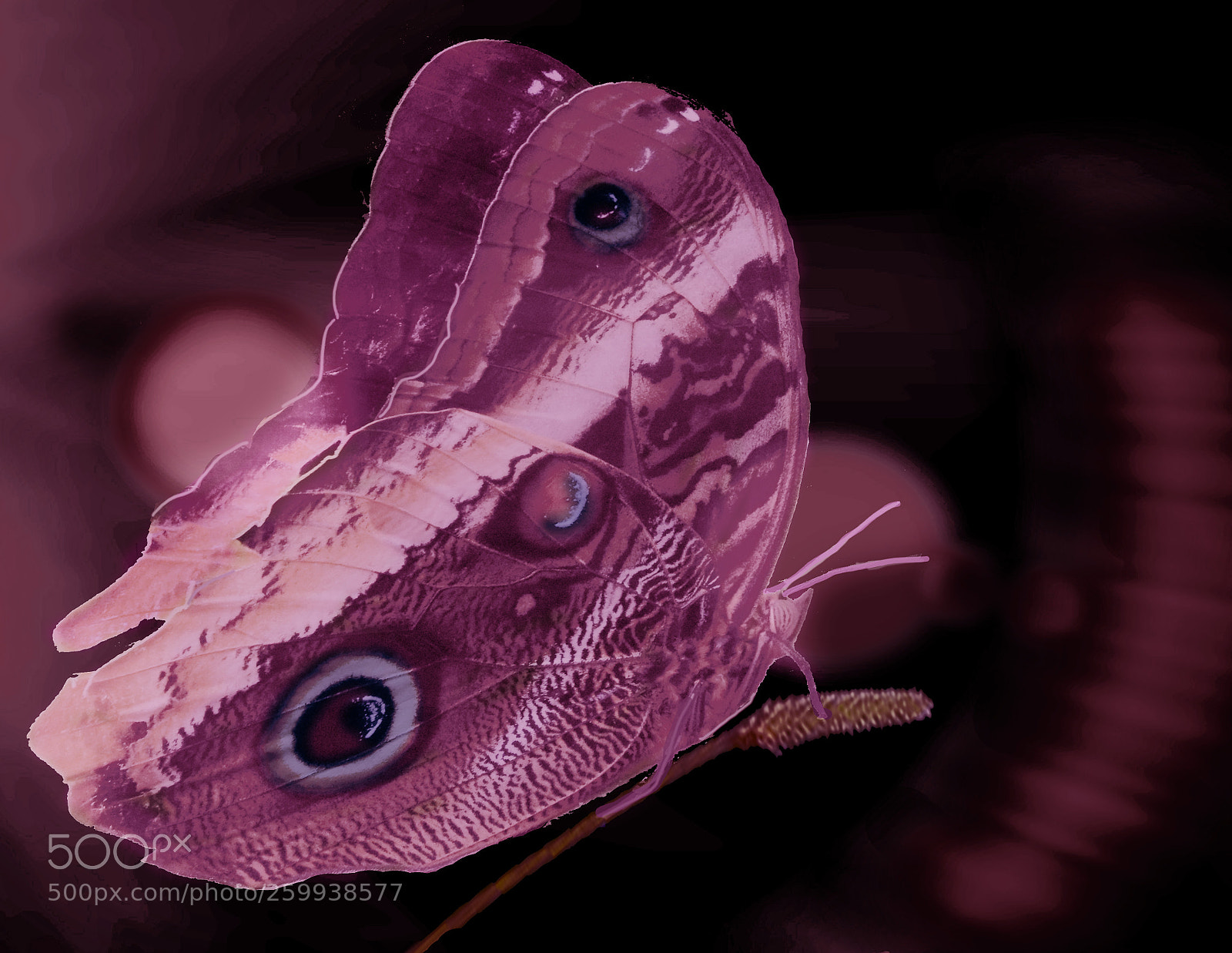 Canon EOS 750D (EOS Rebel T6i / EOS Kiss X8i) sample photo. Purplemoth photography