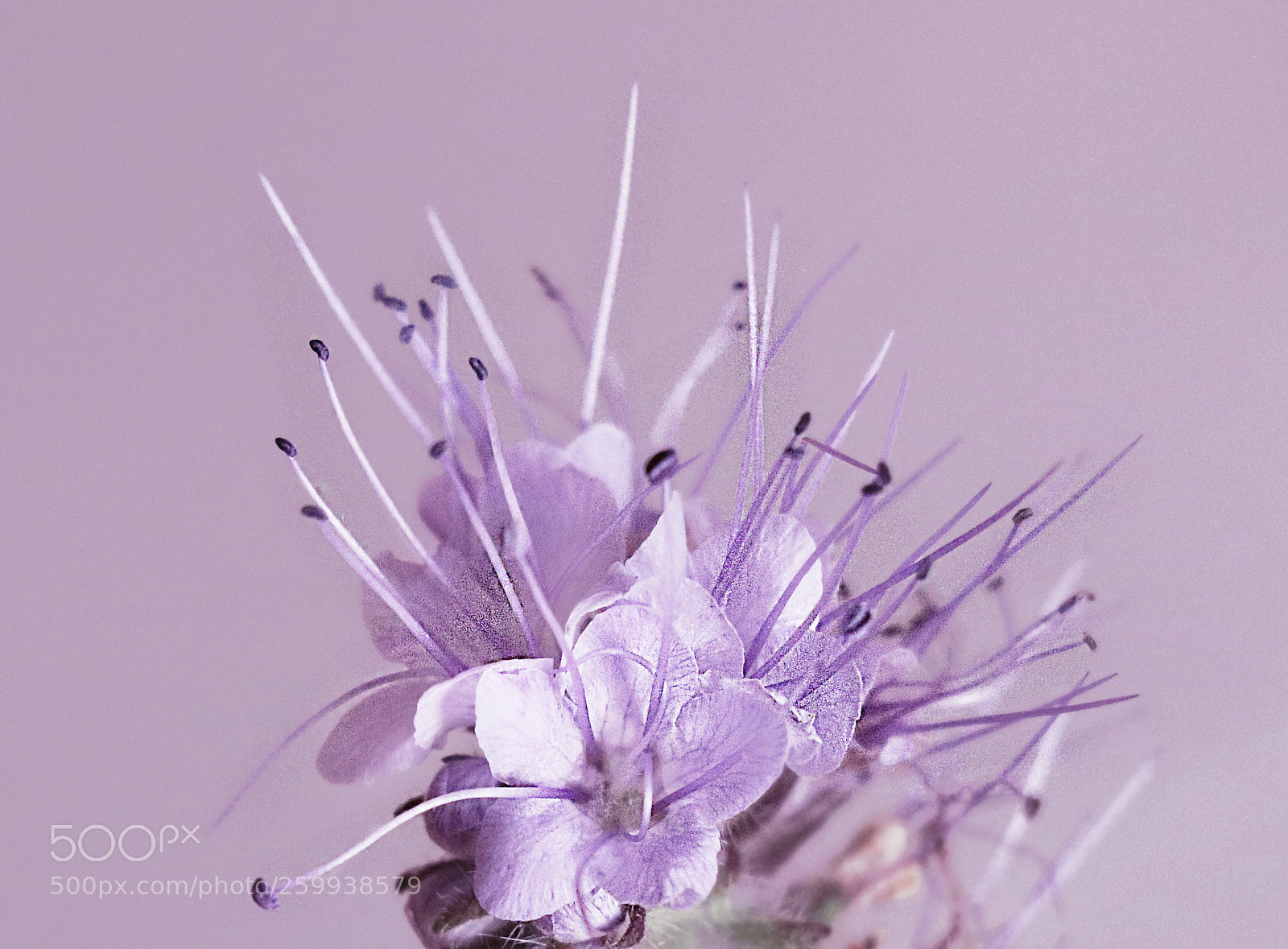 Canon EOS 750D (EOS Rebel T6i / EOS Kiss X8i) sample photo. Purpelflowerpatell photography