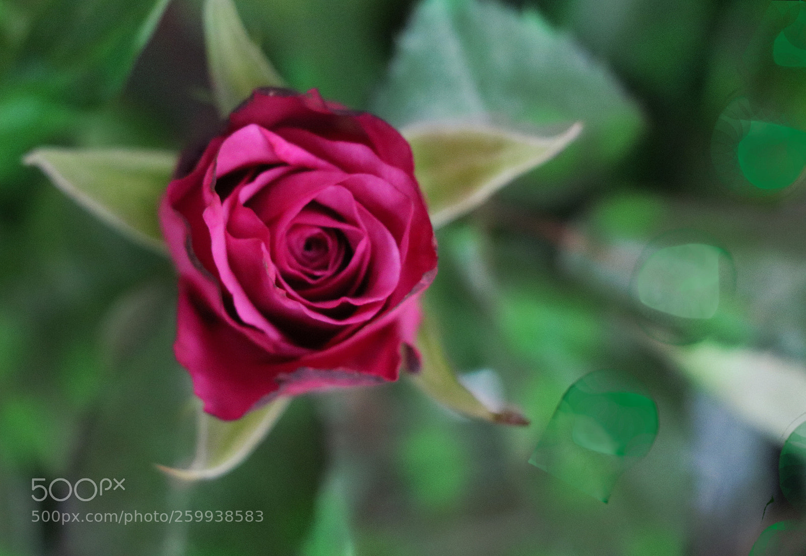 Canon EOS 750D (EOS Rebel T6i / EOS Kiss X8i) sample photo. Rosebohe photography