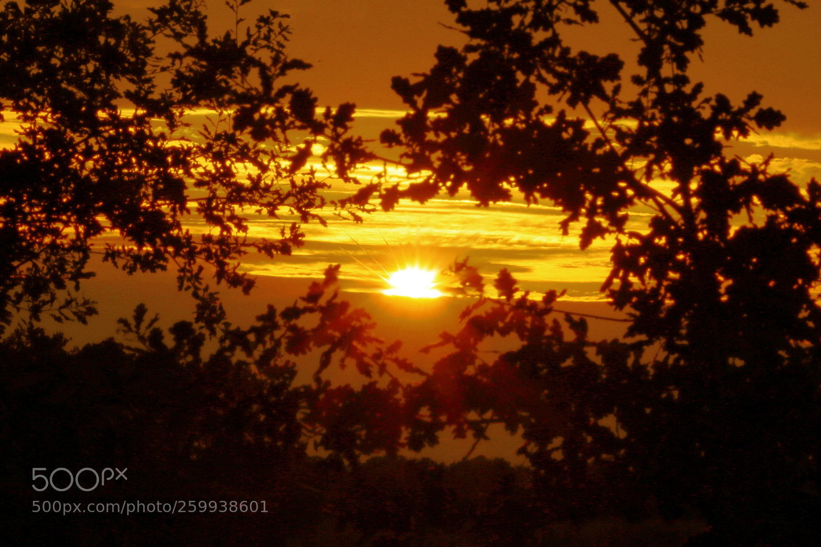 Canon EOS 750D (EOS Rebel T6i / EOS Kiss X8i) sample photo. Sunflare copy photography