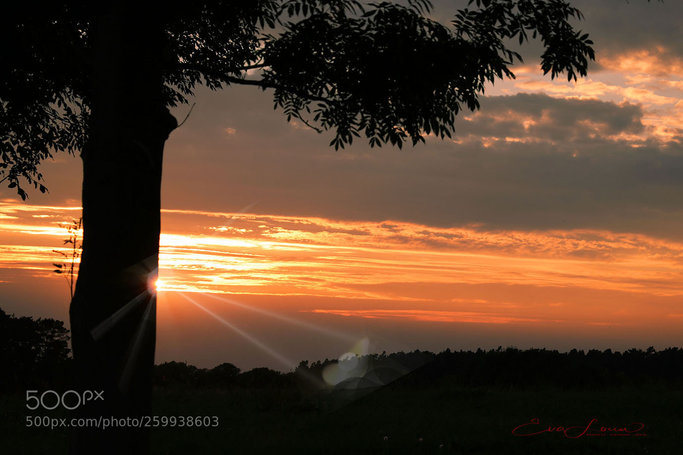 Canon EOS 750D (EOS Rebel T6i / EOS Kiss X8i) sample photo. Sunflare photography