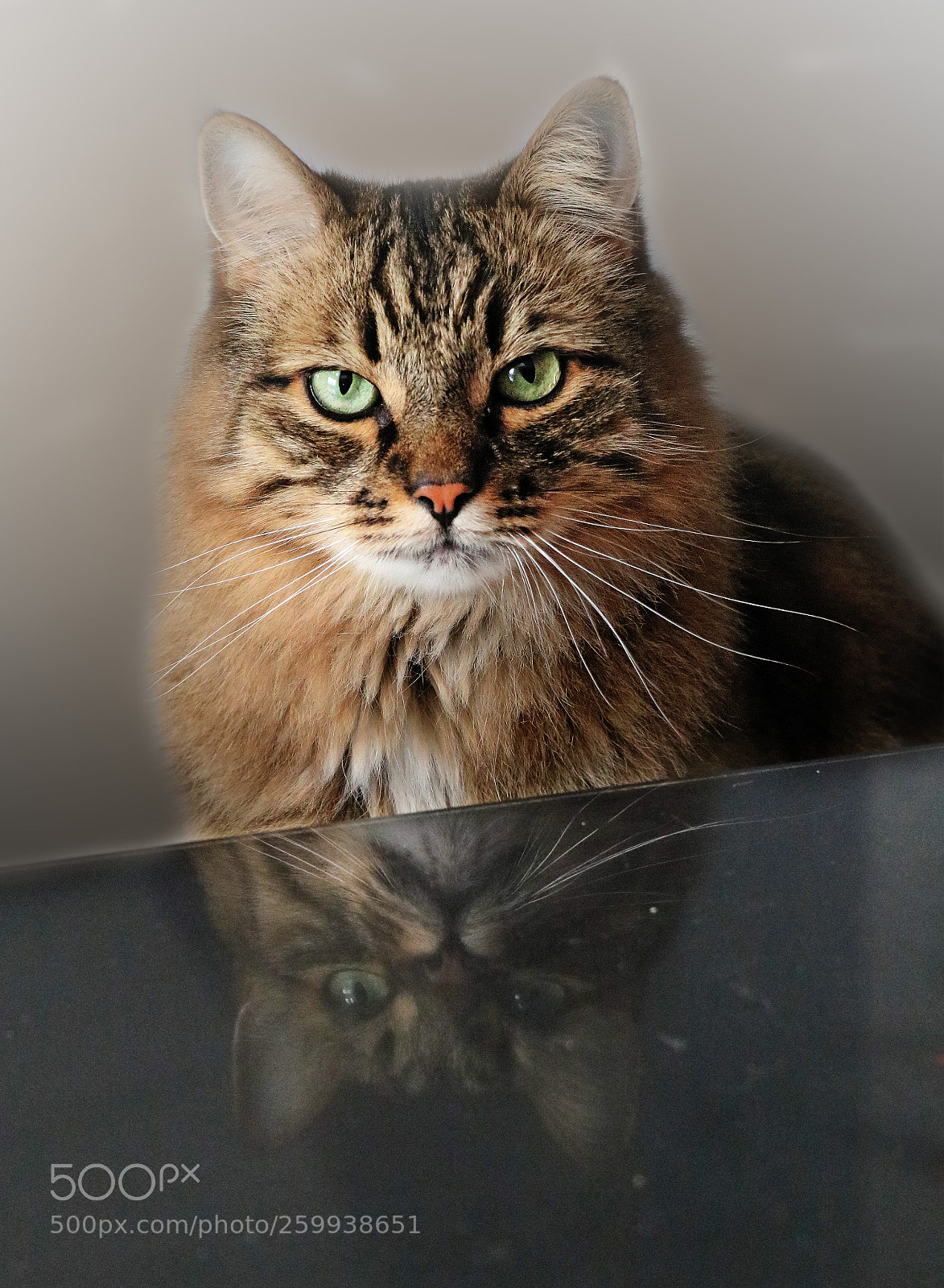 Canon EOS 750D (EOS Rebel T6i / EOS Kiss X8i) sample photo. Vinzentinmirror photography