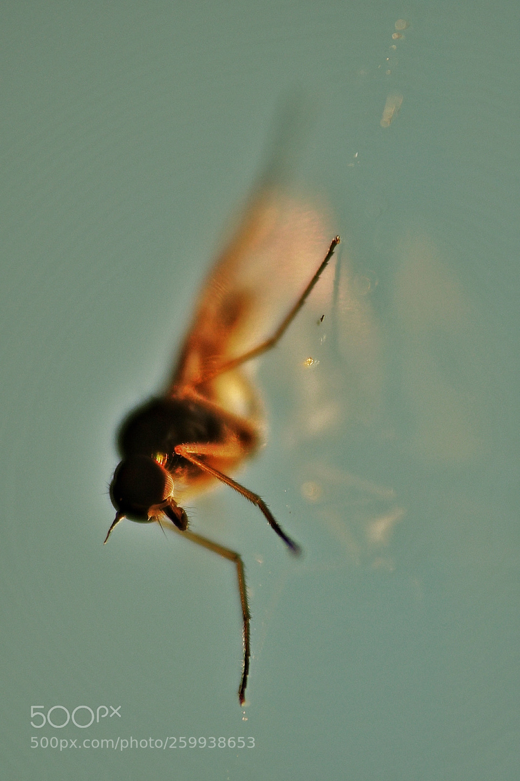 Sony Cyber-shot DSC-RX10 III sample photo. Gnat in sunset photography
