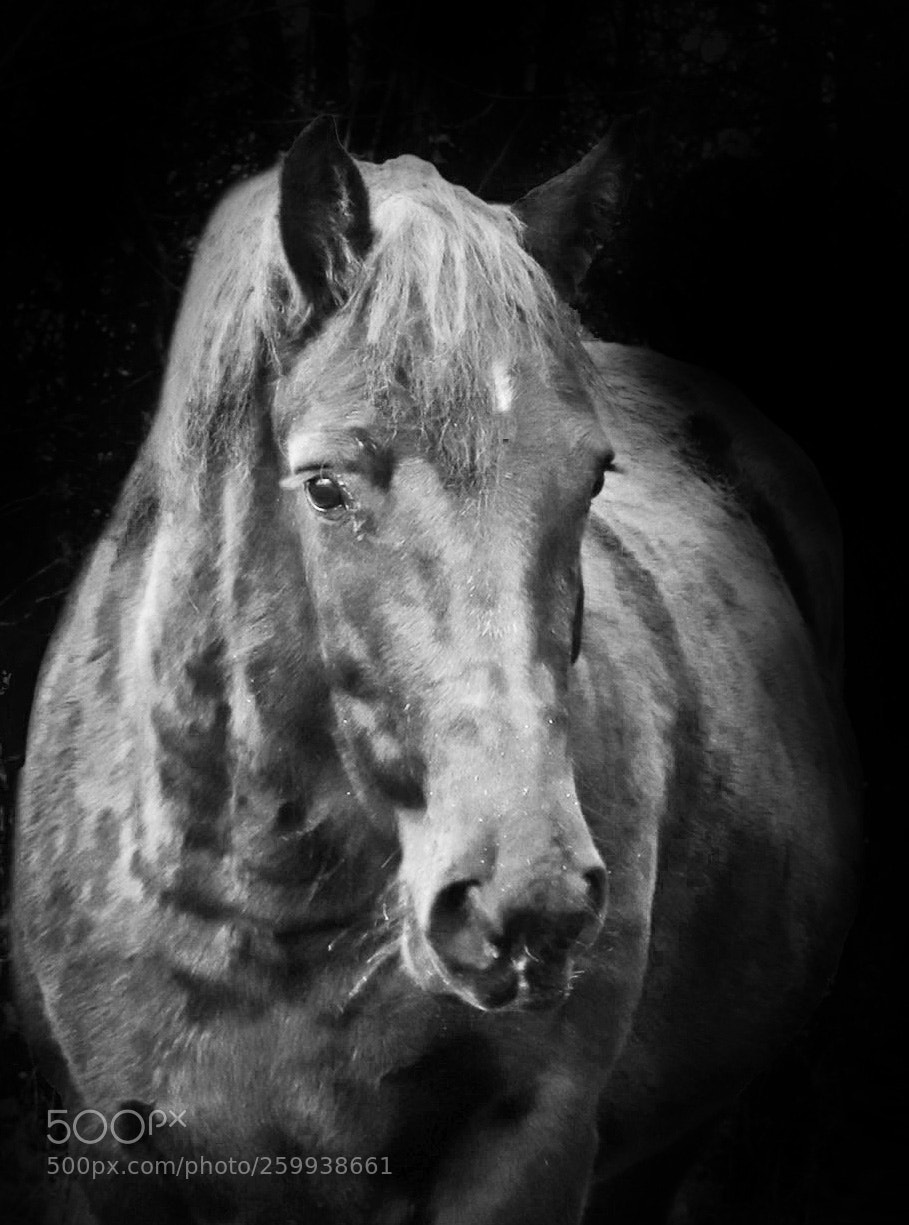 Canon EOS 750D (EOS Rebel T6i / EOS Kiss X8i) sample photo. Whitehorse photography