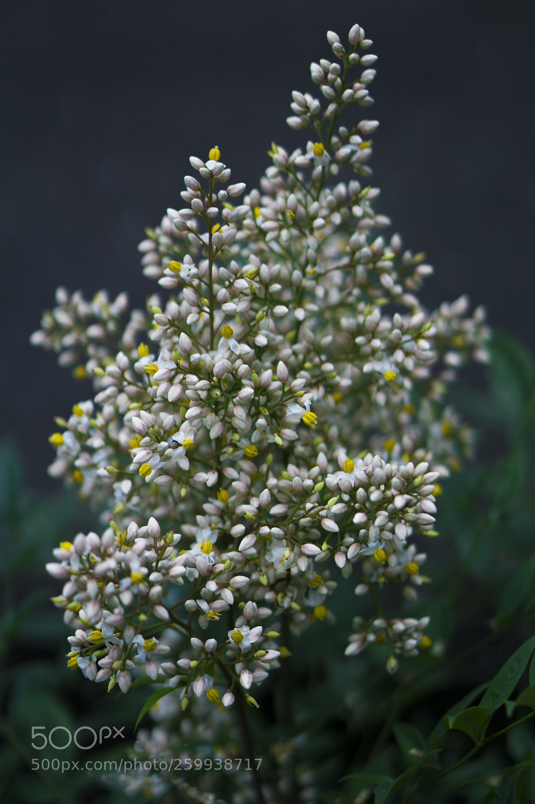 Sony a6000 sample photo. 花 photography