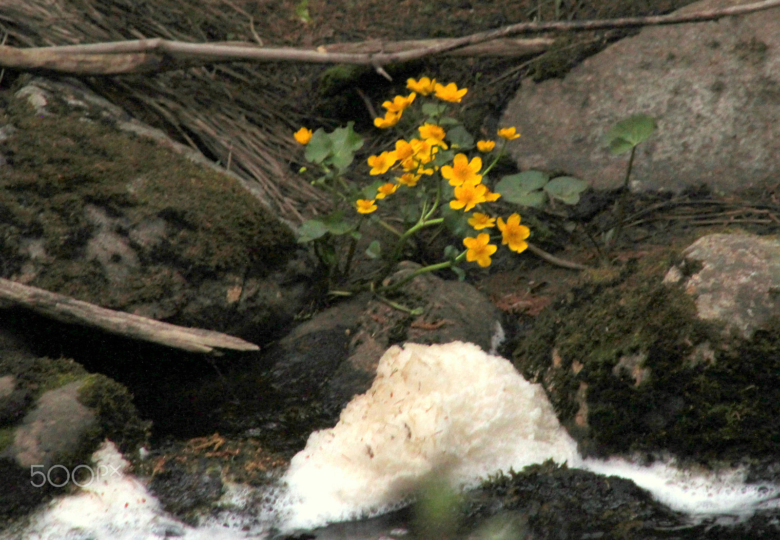 Canon EOS 700D (EOS Rebel T5i / EOS Kiss X7i) + Sigma 18-200mm f/3.5-6.3 DC OS sample photo. The foam of the creek and the yellow marsh marigolds- photography
