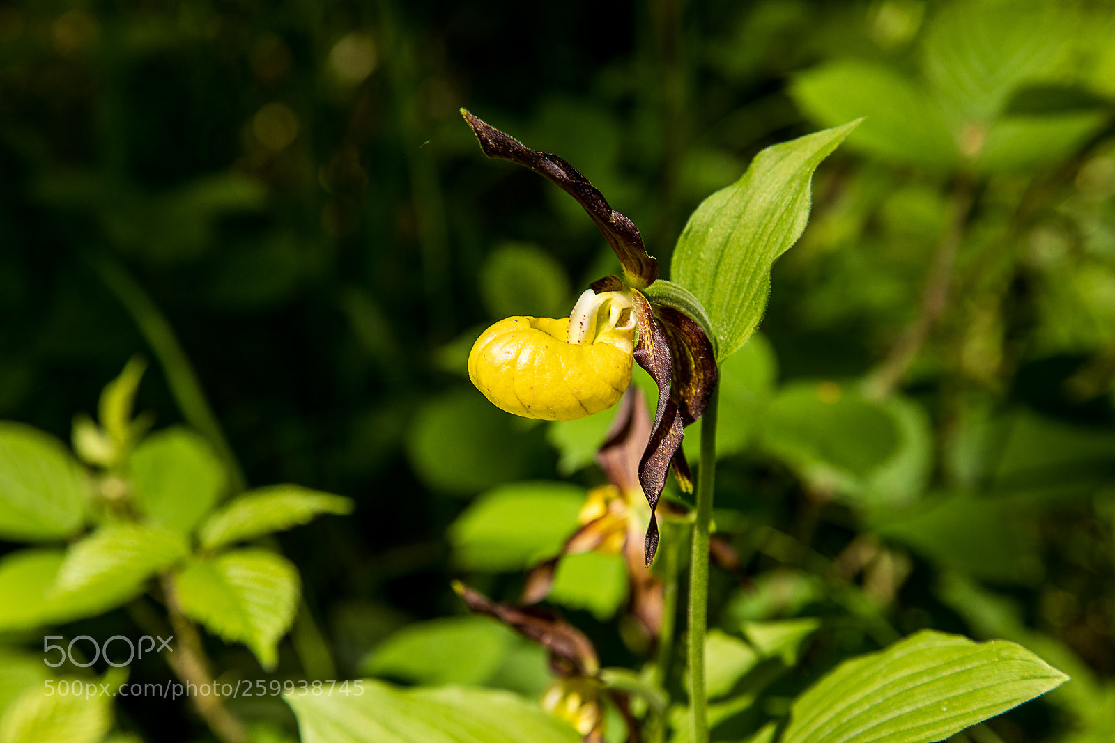 Canon EOS 5D Mark IV sample photo. Slipper orchid photography