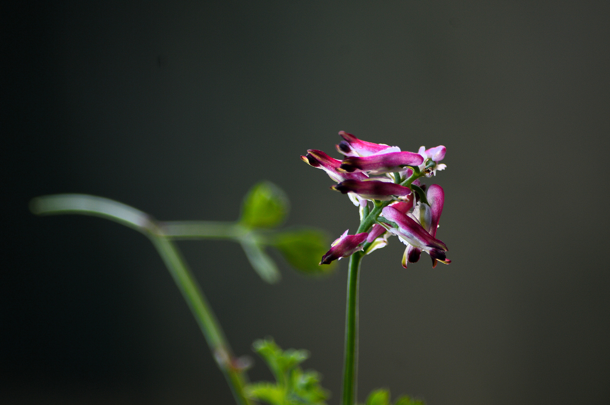 Nikon D3200 sample photo. Wildflowers photography