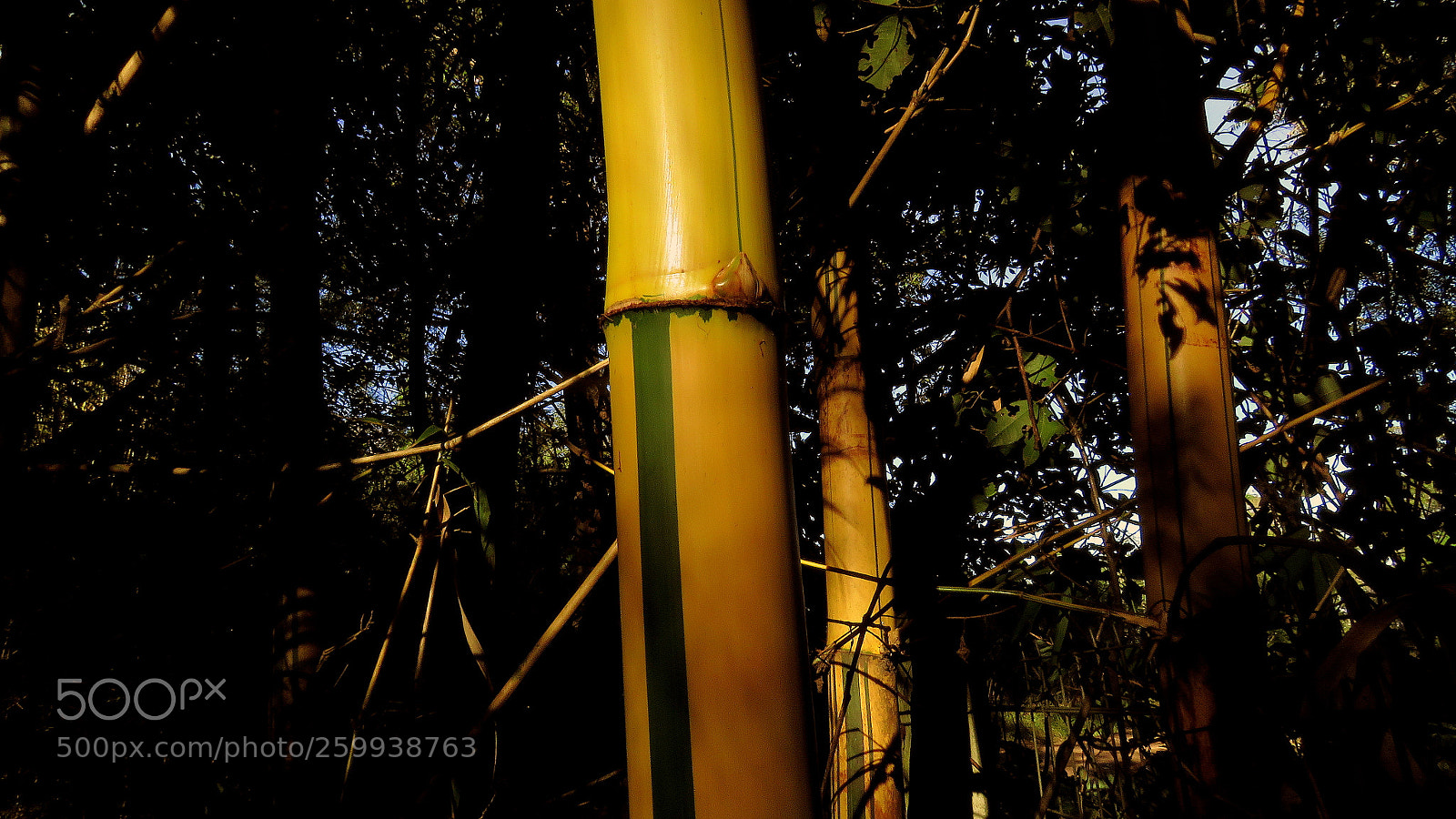 Canon PowerShot SX60 HS sample photo. Bambu photography