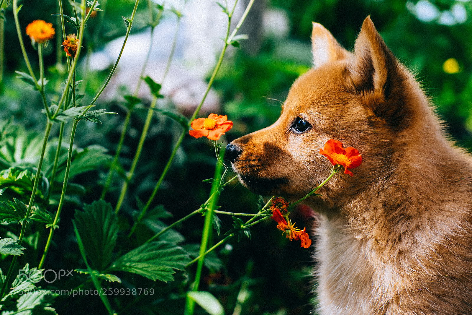 Fujifilm X-T1 sample photo. Puppy husky photography