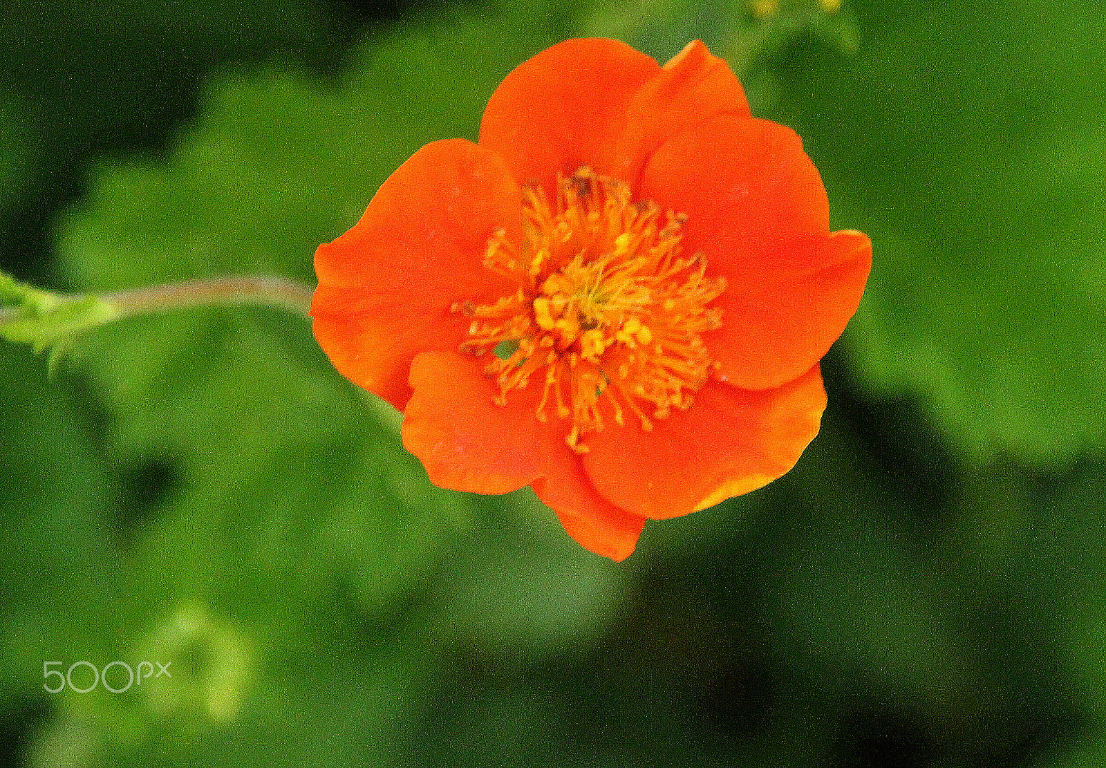 Canon EOS 700D (EOS Rebel T5i / EOS Kiss X7i) sample photo. The orange color flower... photography