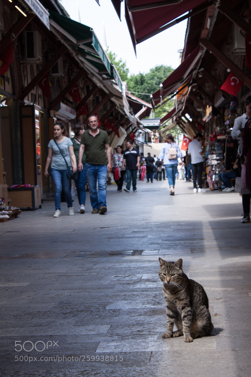 Canon EOS 50D sample photo. Market photography