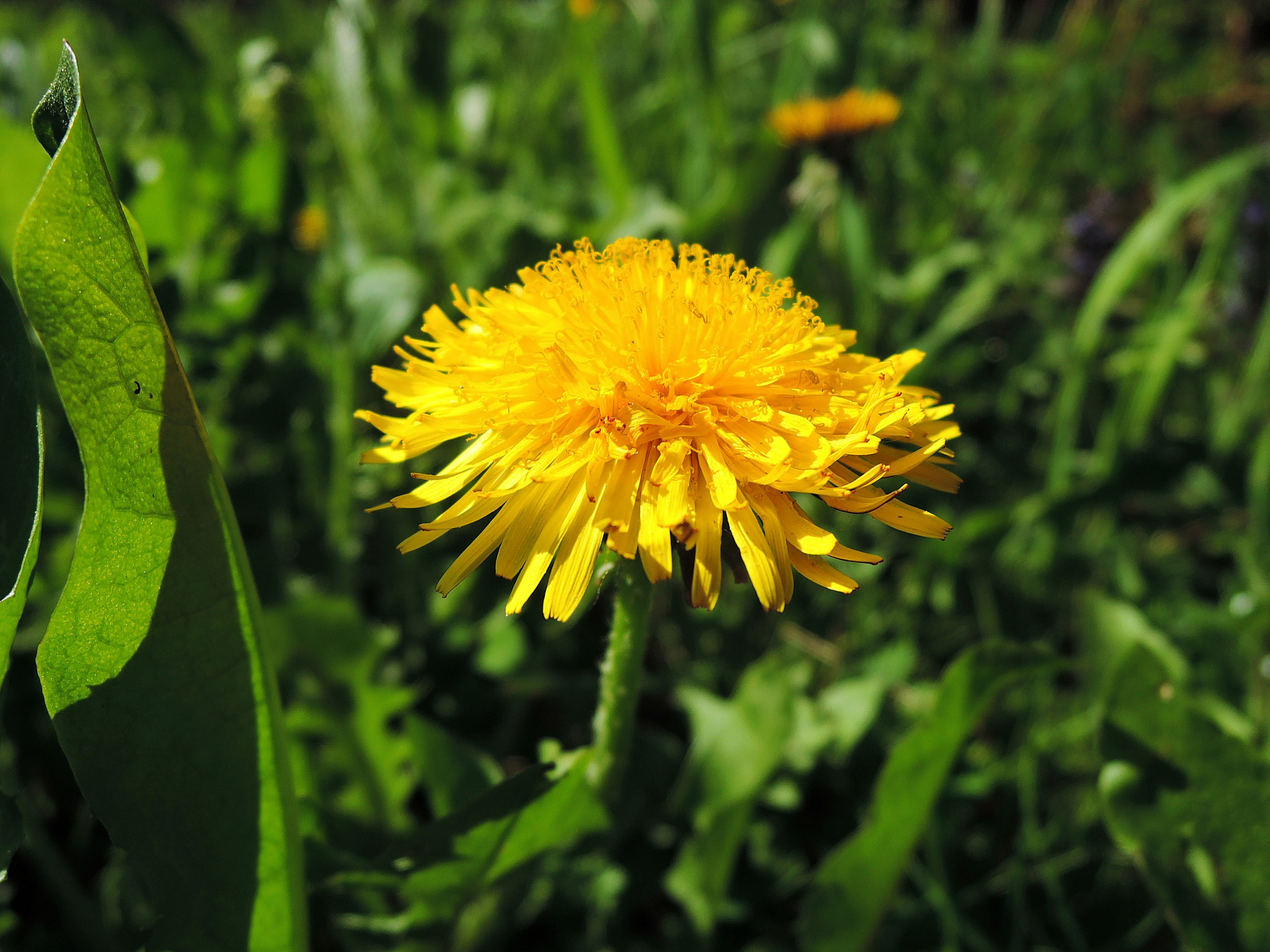 Nikon Coolpix P340 sample photo. Dandelion photography