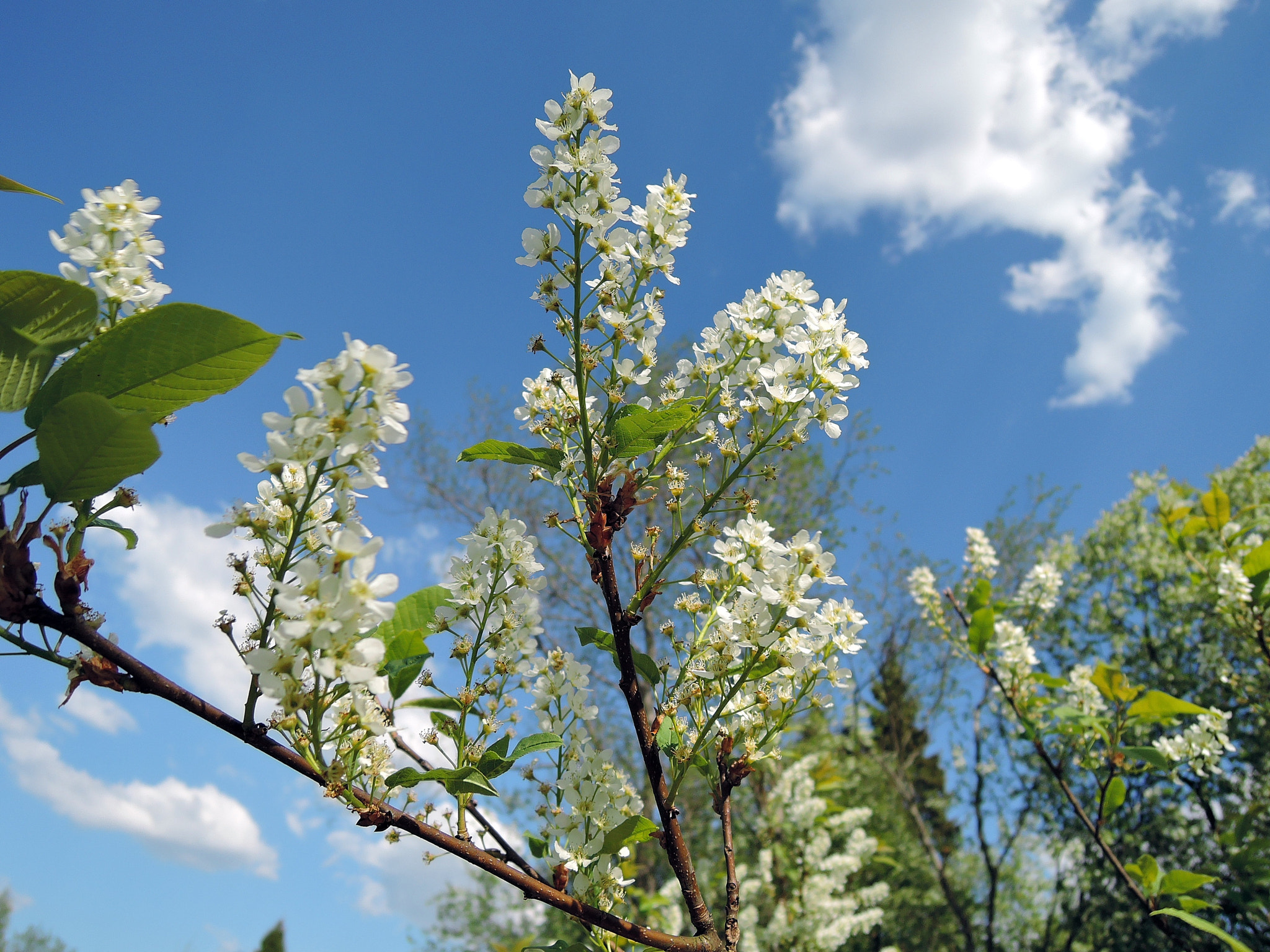 Nikon Coolpix P340 sample photo. Bird cherry photography