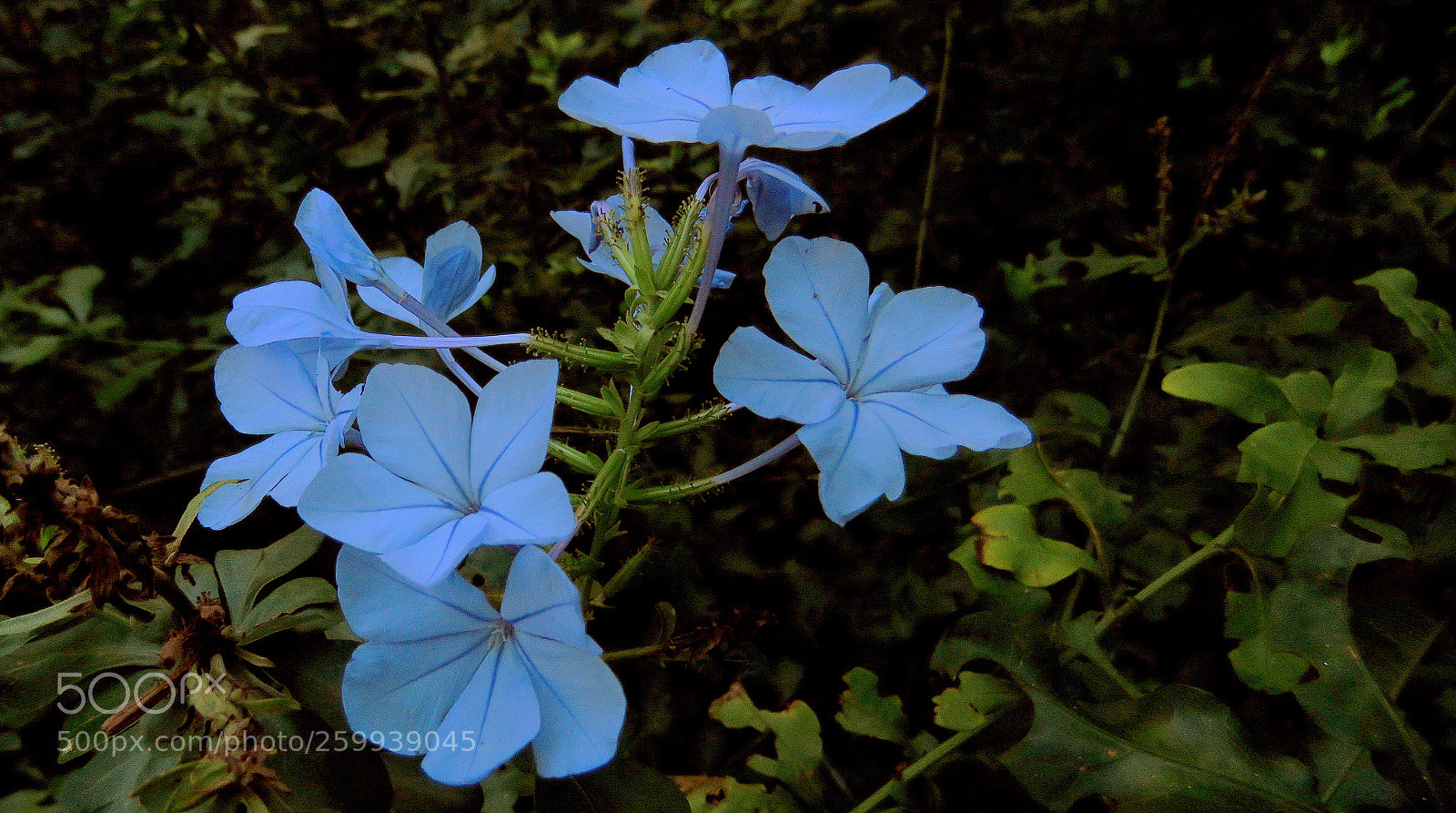 Canon PowerShot SX60 HS sample photo. Bela emilia ... photography