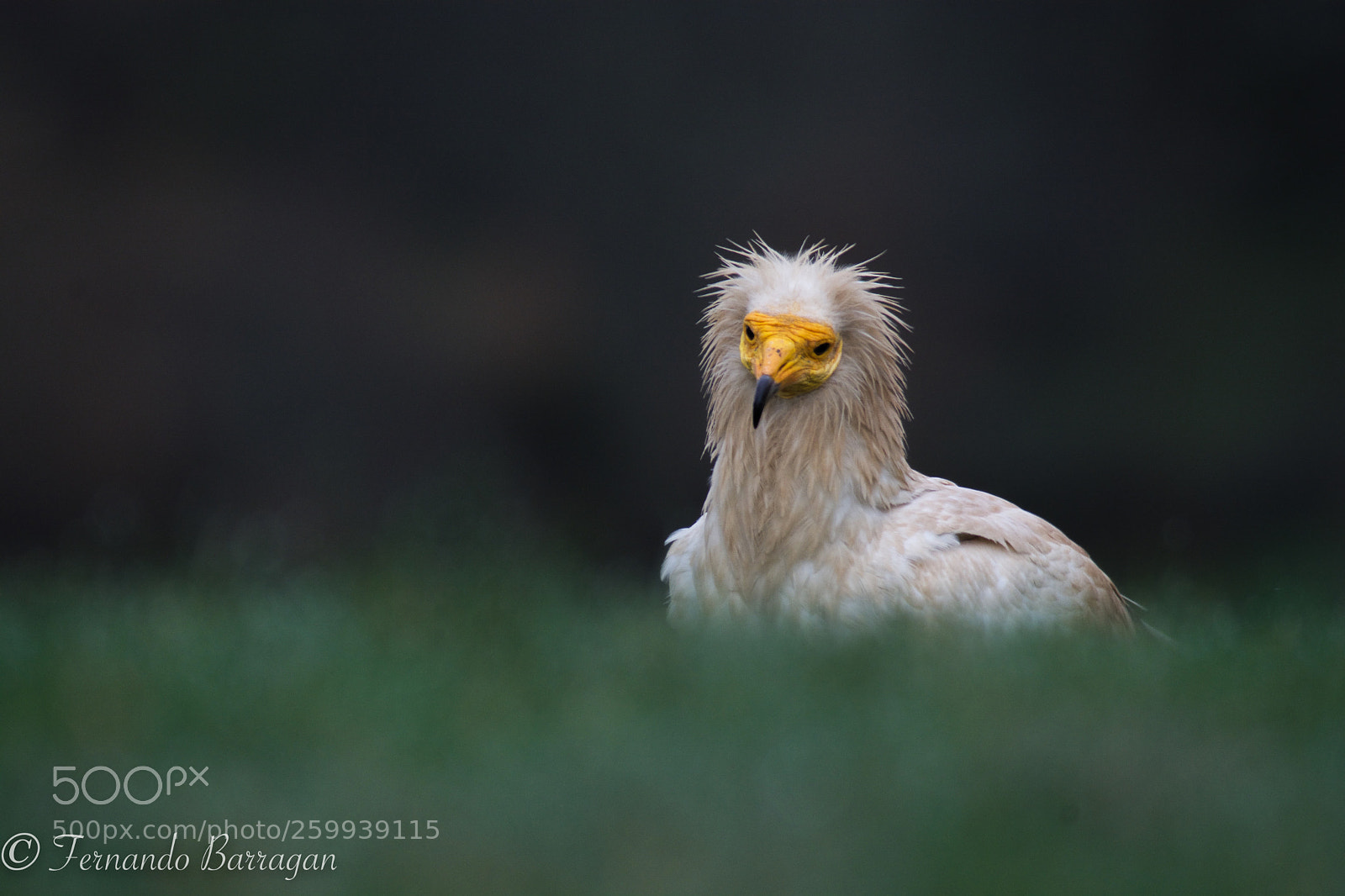 Nikon D7100 sample photo. Alimoche (de ) photography