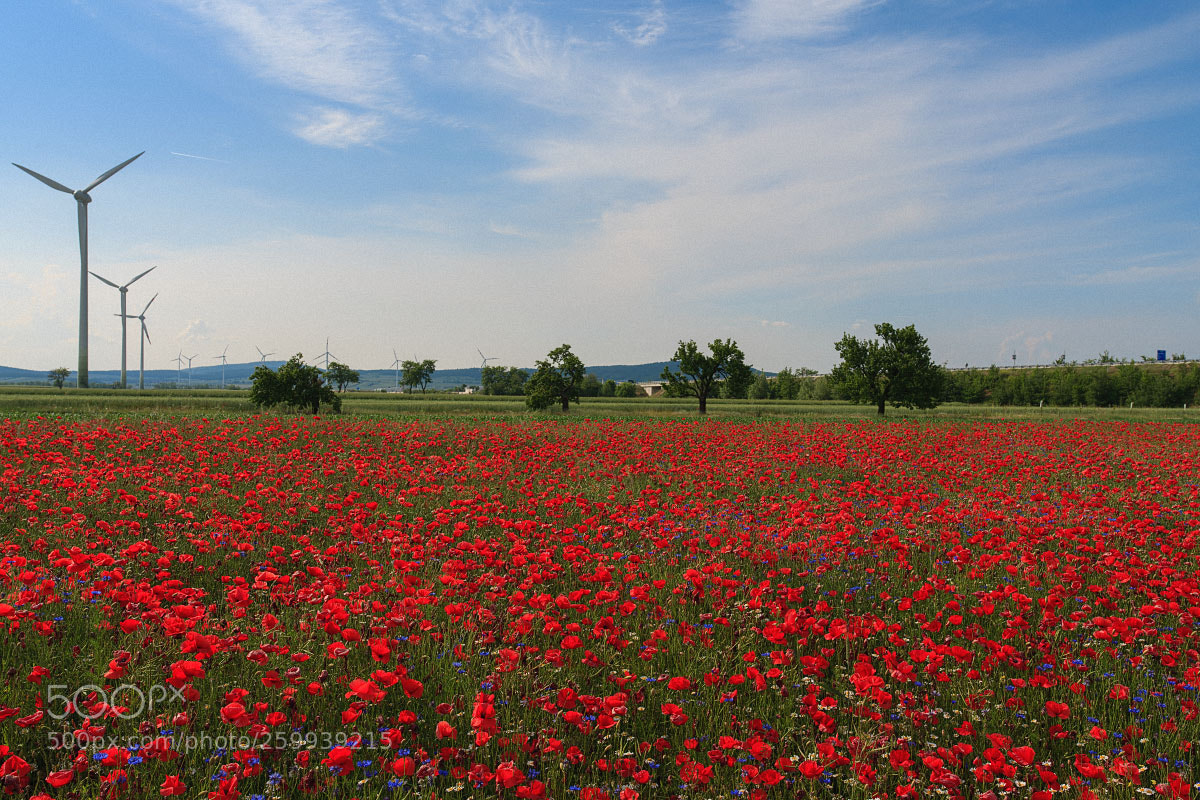 Nikon D850 sample photo. Poppies photography