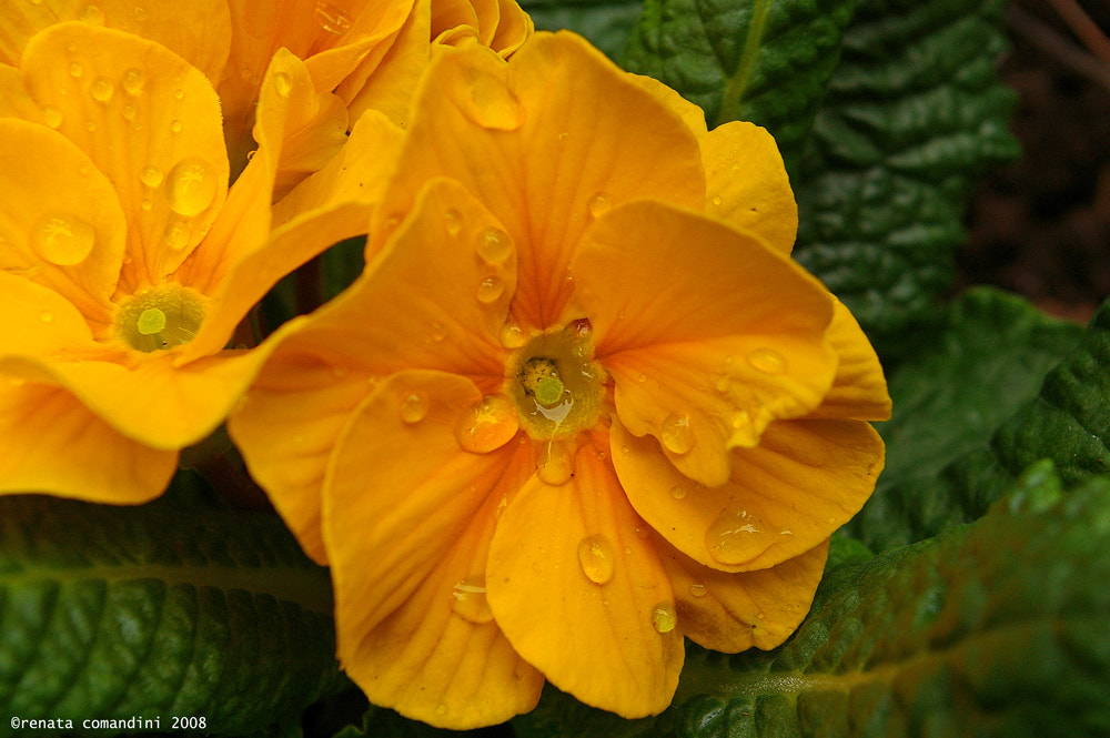 Pentax *ist DS sample photo. Lacrime photography
